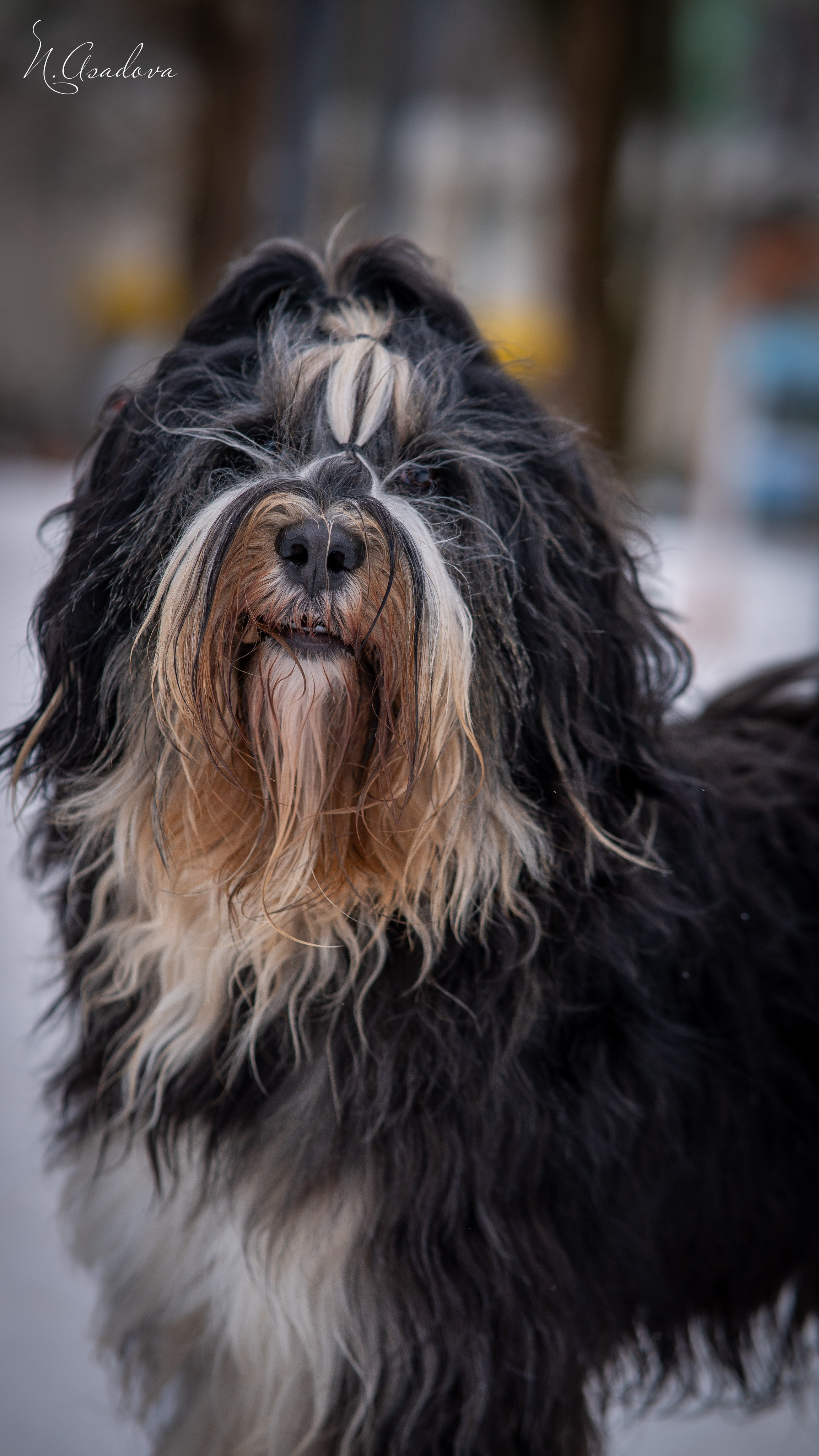 Тибетский терьер Кики. Фотограф-анималист Асадова