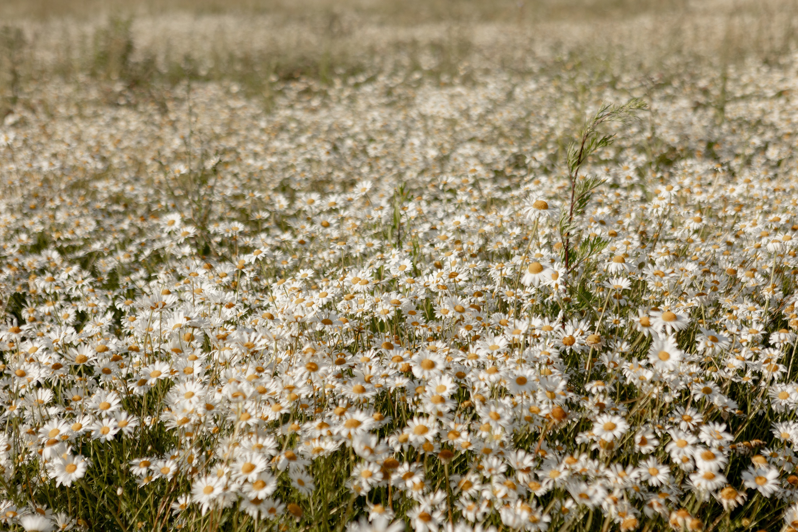 Надежда. Наталья Косьянова. Ваш фотограф. Москва