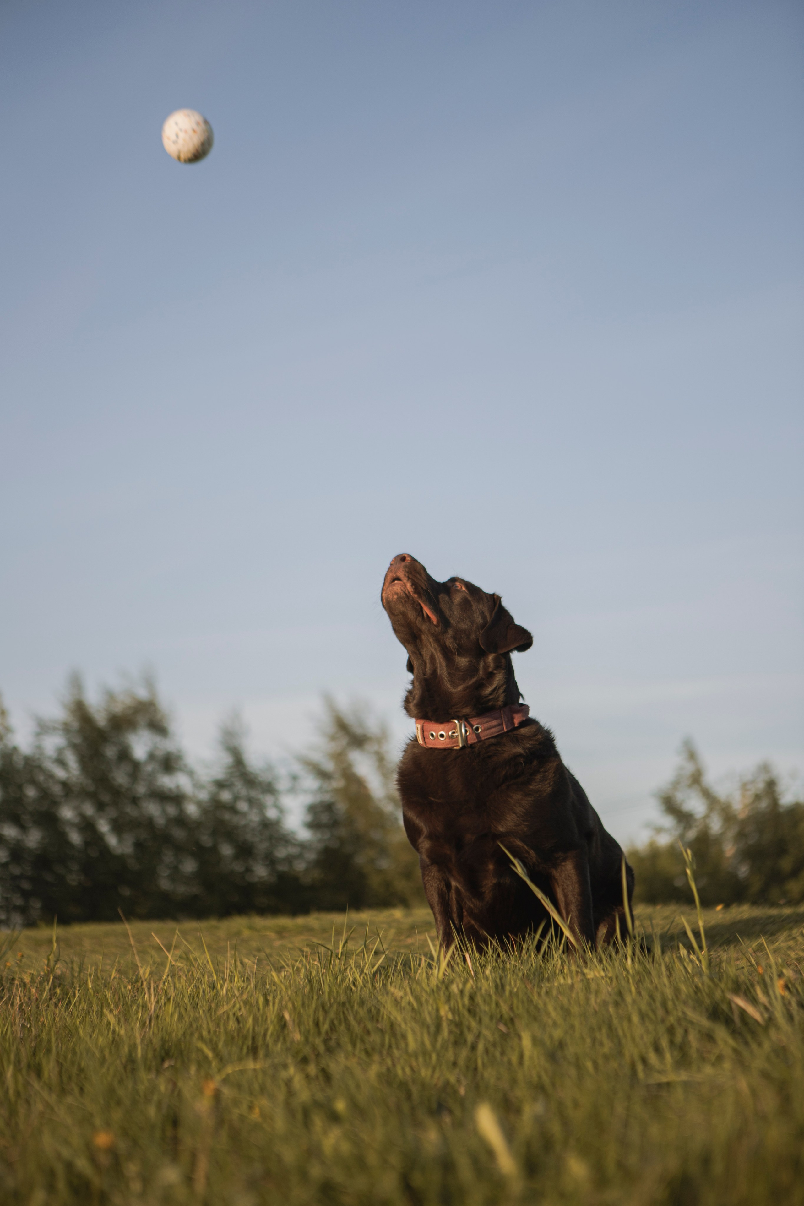 Закатная. Фотограф-анималист в Санкт-Петербурге Алина Яхонт