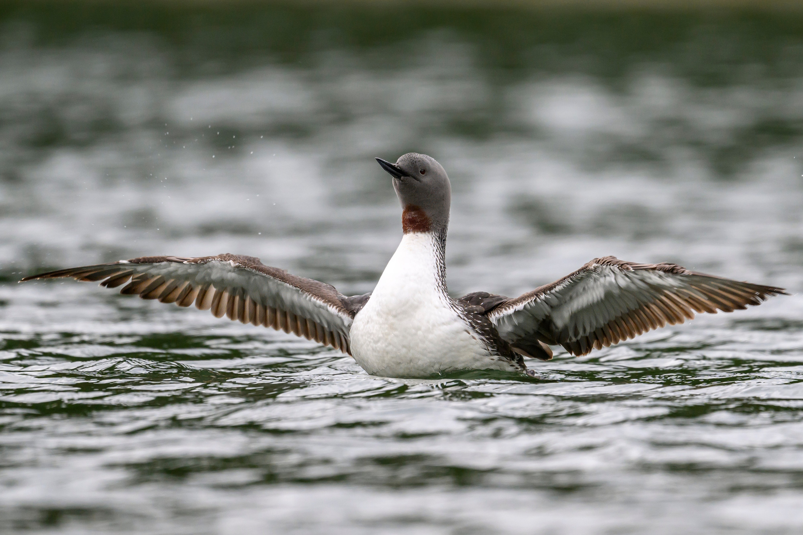 Краснозобая гагара. Wildlife photography by Sergey Puponin