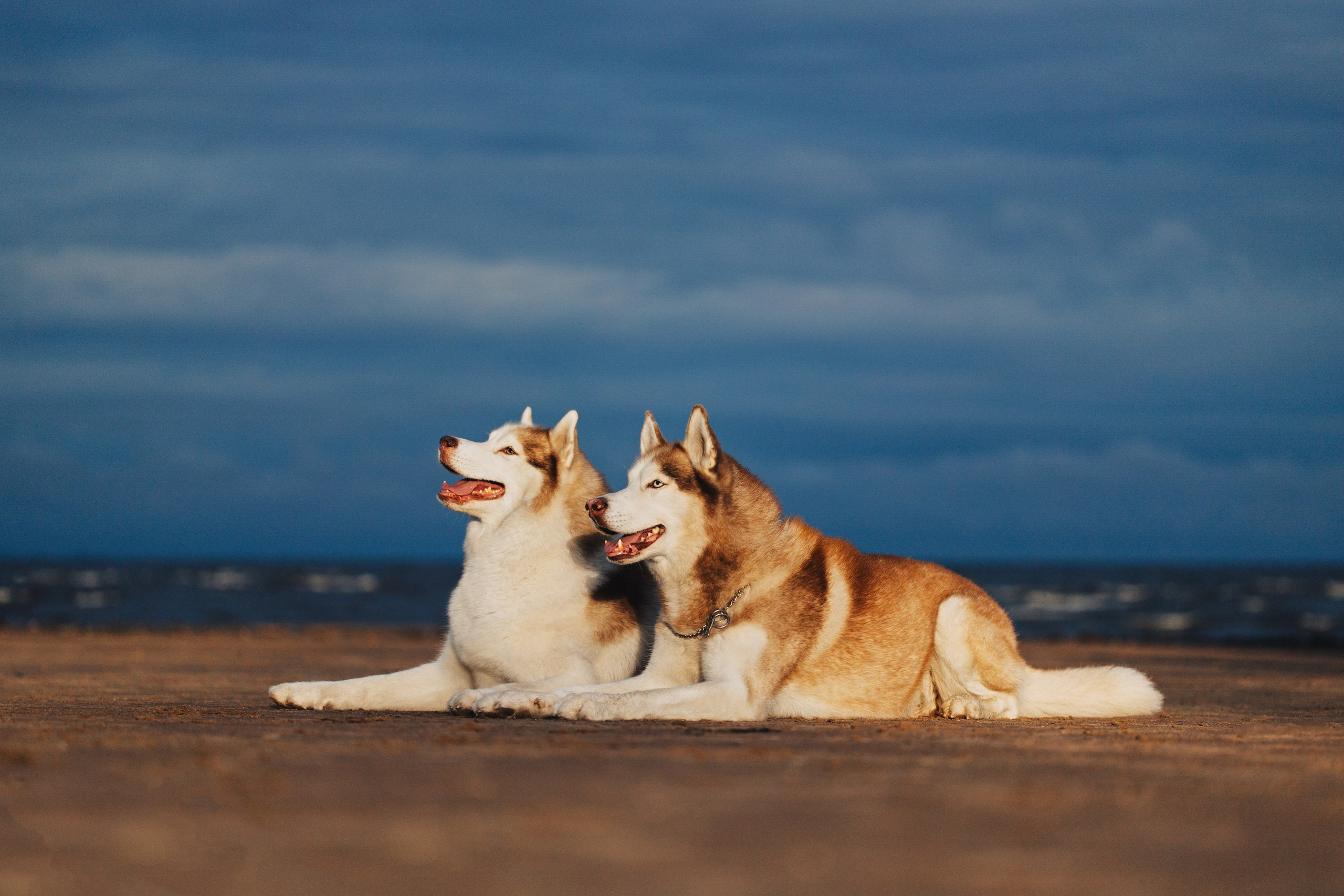 Фотопрогулки. Фотограф для людей и их питомцев Вика Шальнева