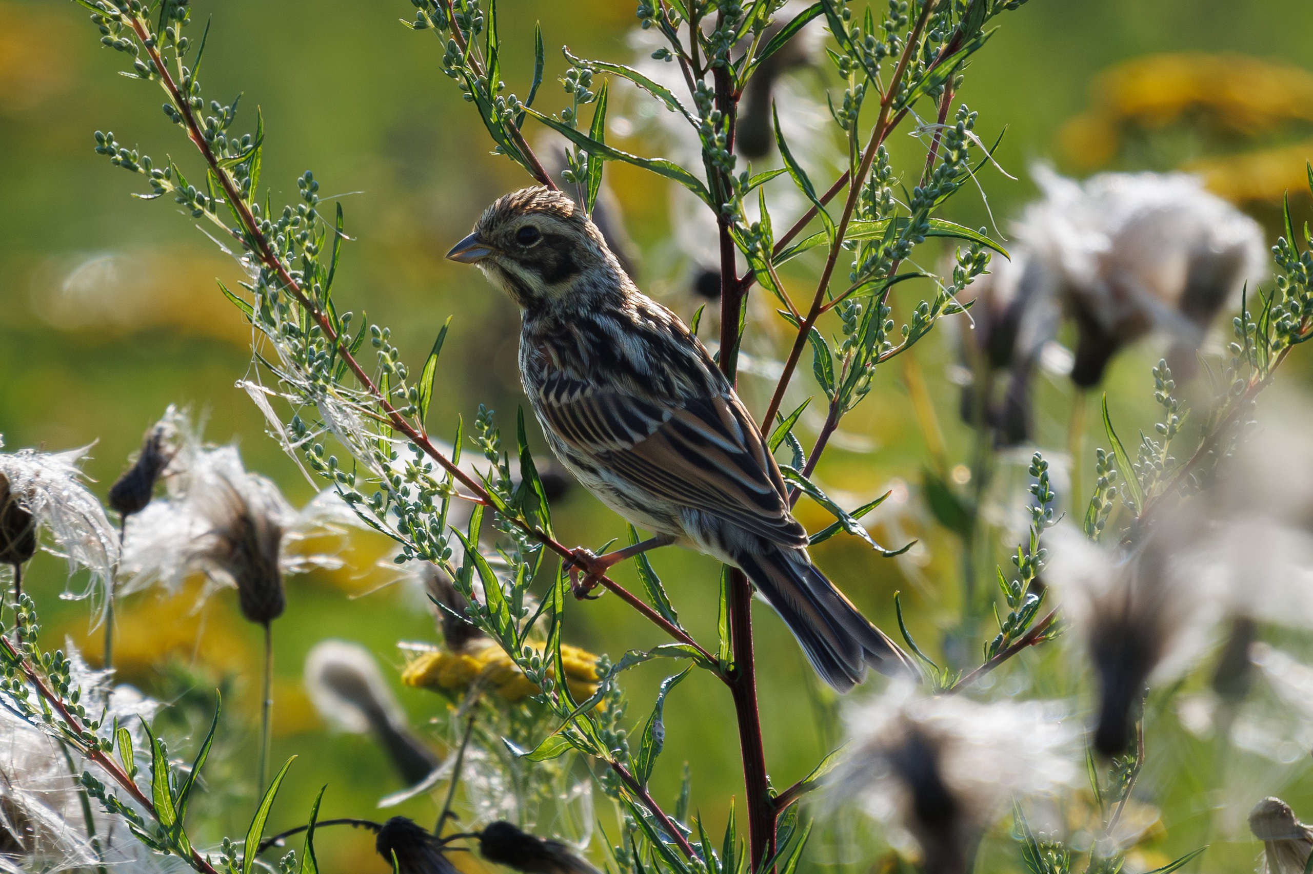 Птицы Москворецкого пойменного заказника. Птицы парков г. Люберцы