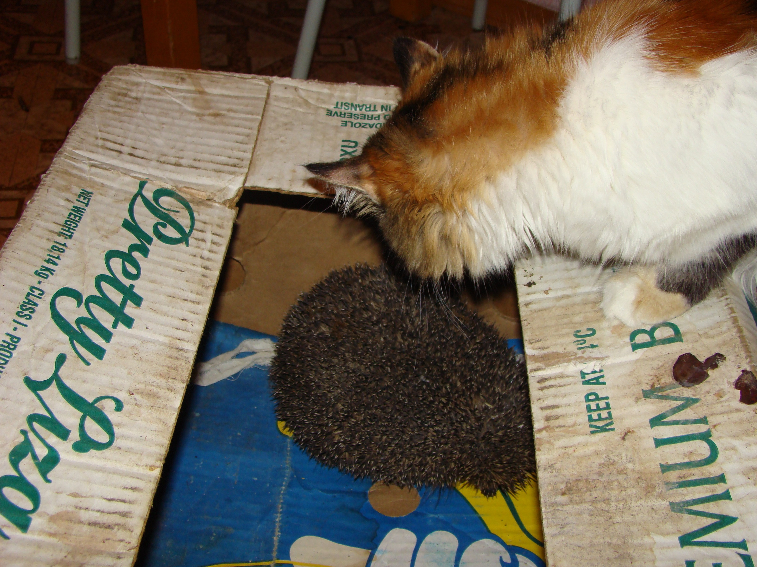 Кабардинка (фото Зевиных) 25.06-24.07.2008. Семейный, Свадебный фотограф СПБ Питер— Романова Екатерина