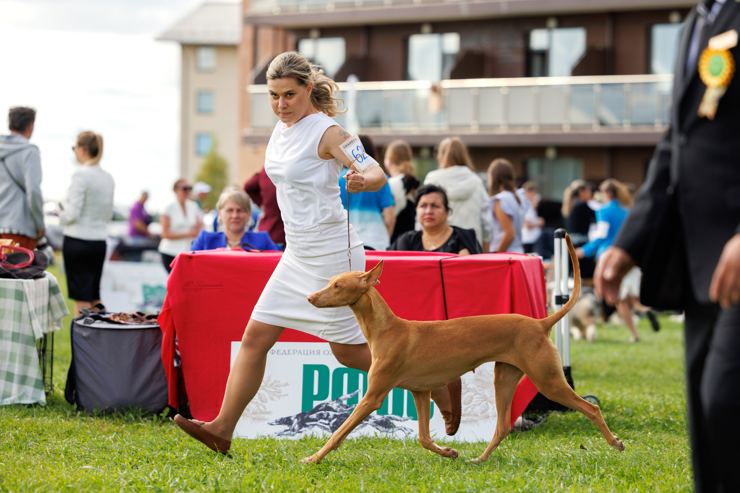 Переславль 5-7.08.2025. Фотограф-анималист Юлия Германика