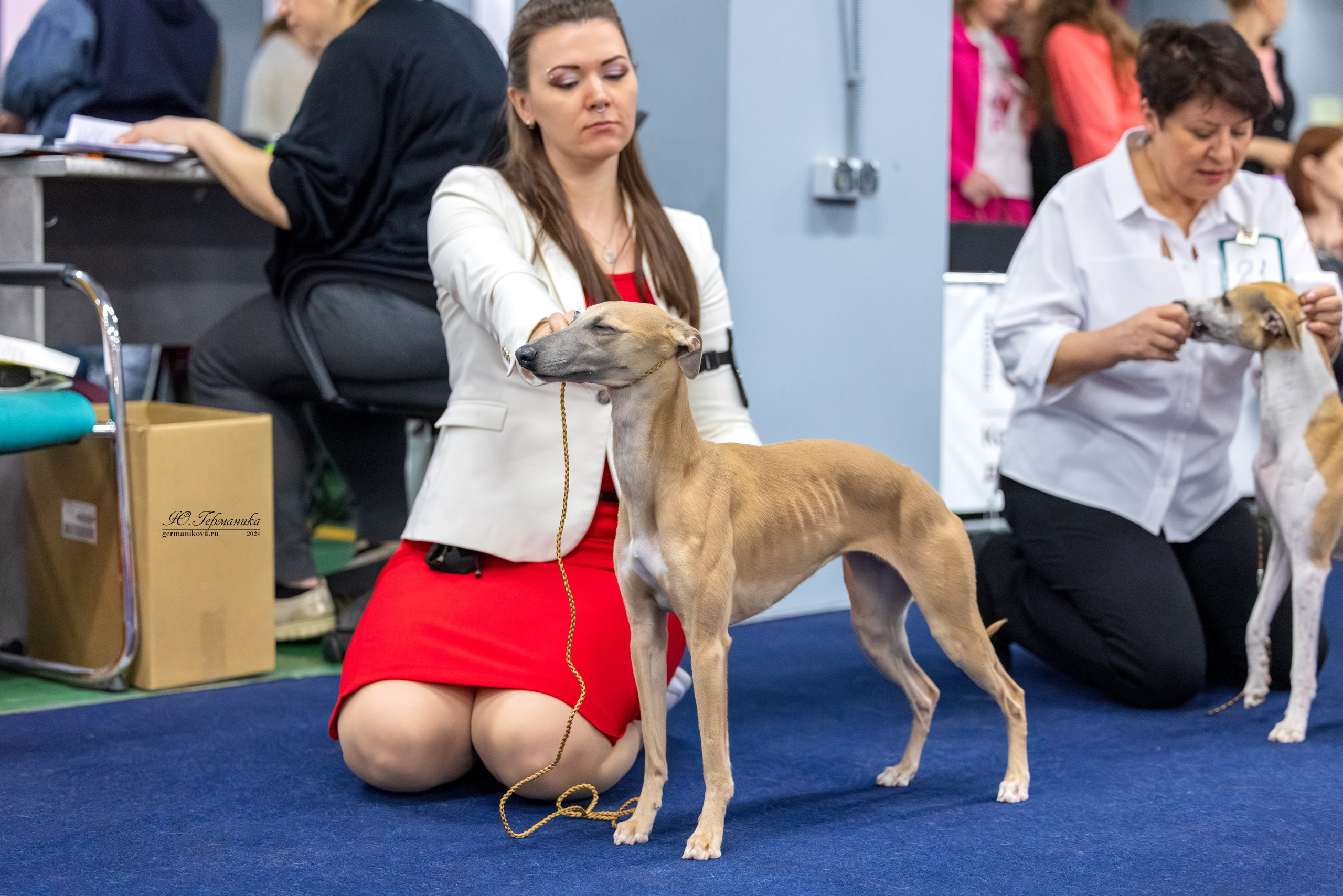 Сфера 17.03.2024. Фотограф-анималист Юлия Германика