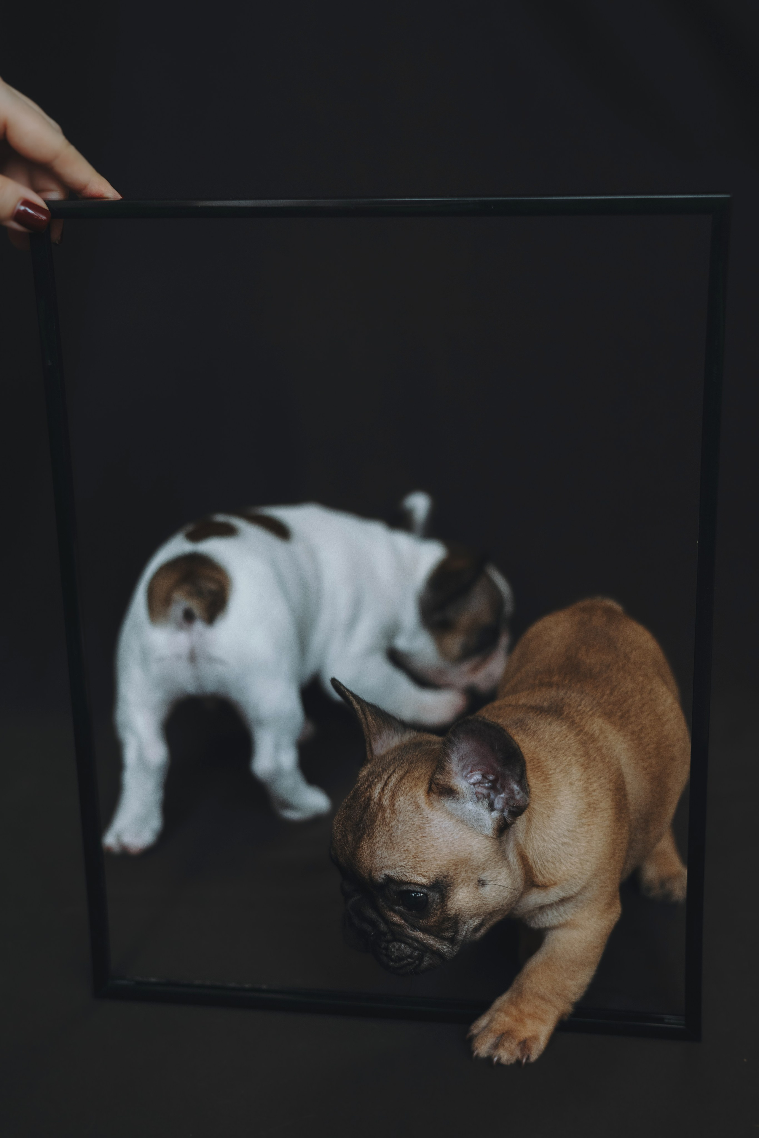 Щеночки. Фотограф — анималист Владивосток, Алина