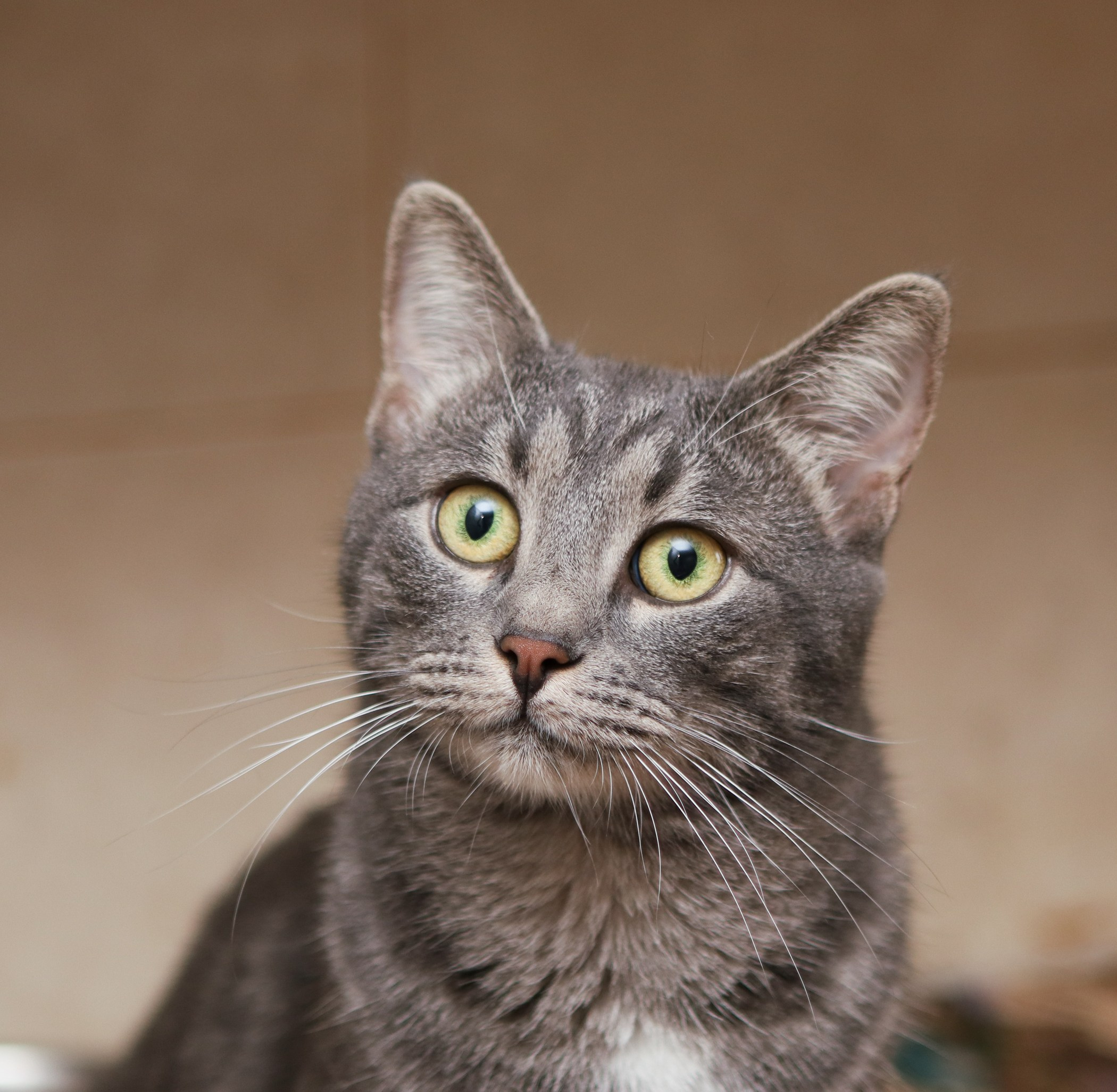 Кошки. Фотограф-анималист Полина Колкова | Москва