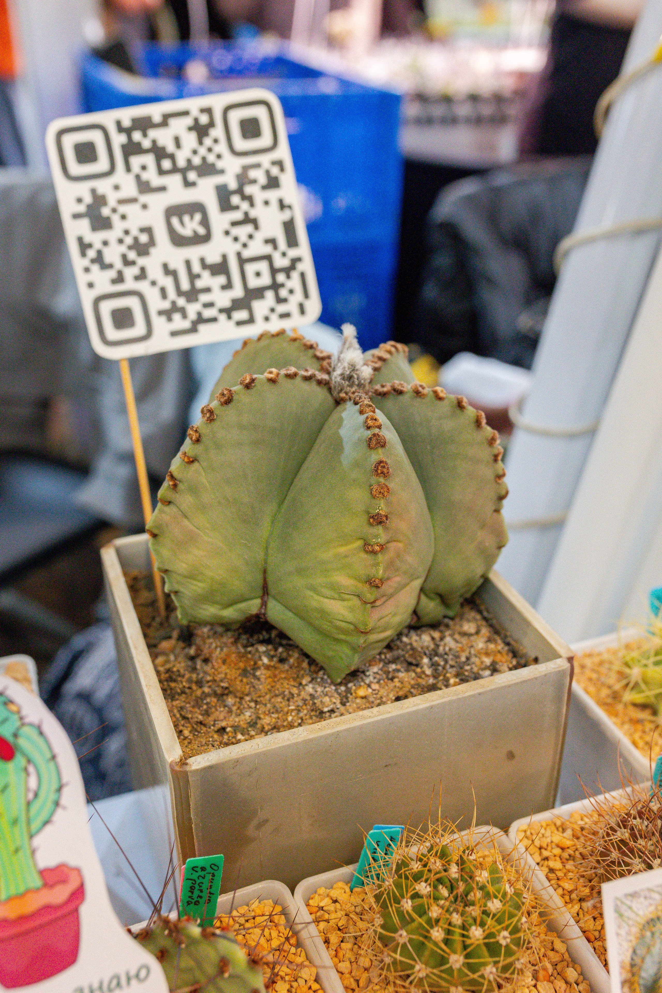 Кактус Фест. Александра Куликова фотограф, Москва