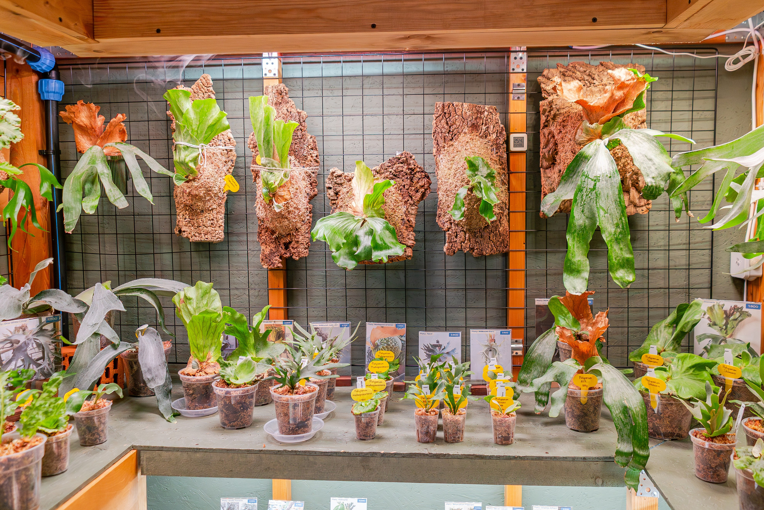 Make more plants. Александра Куликова фотограф, Москва