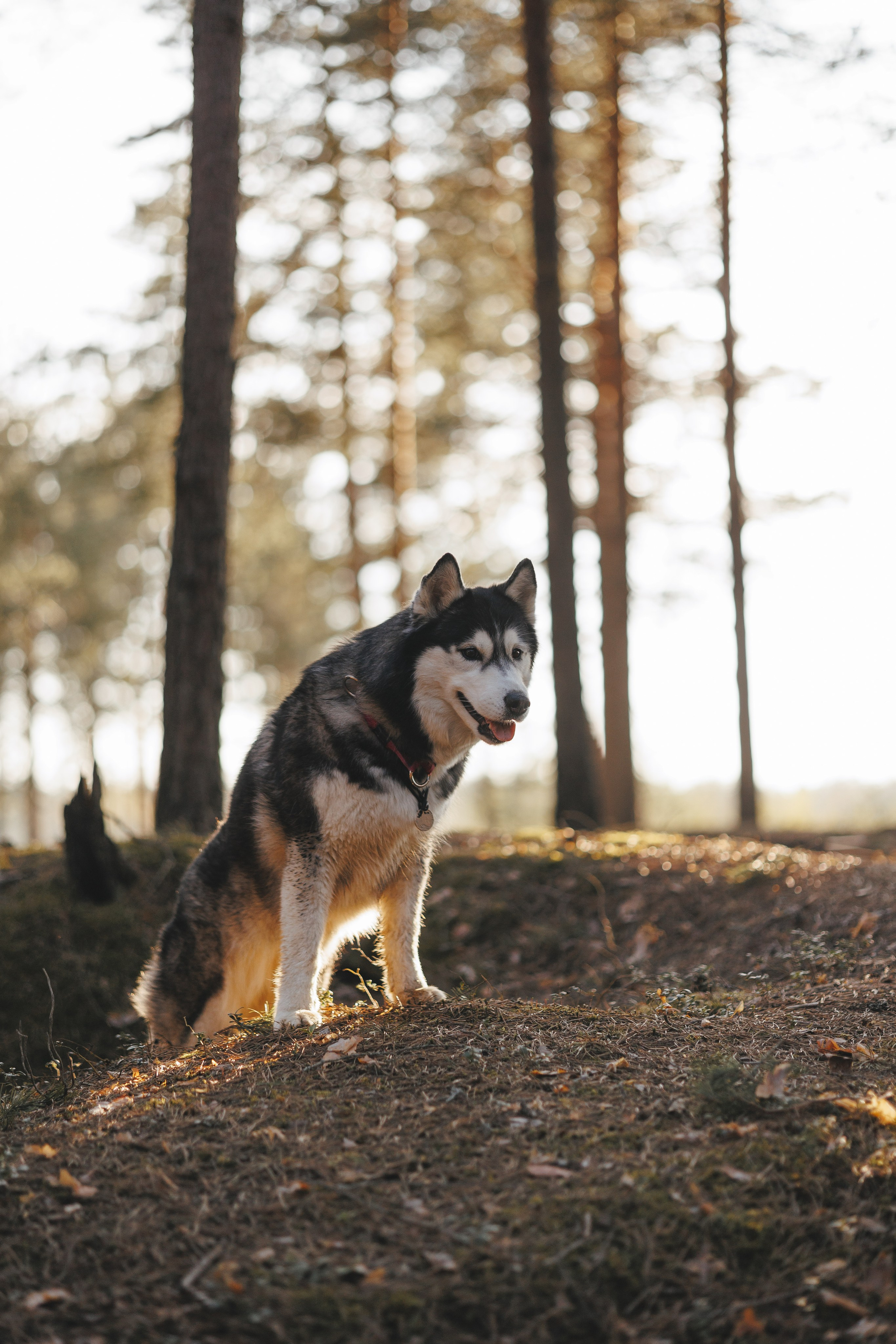 Ваши фотографии. Фотограф анималист Осипчикова Мария