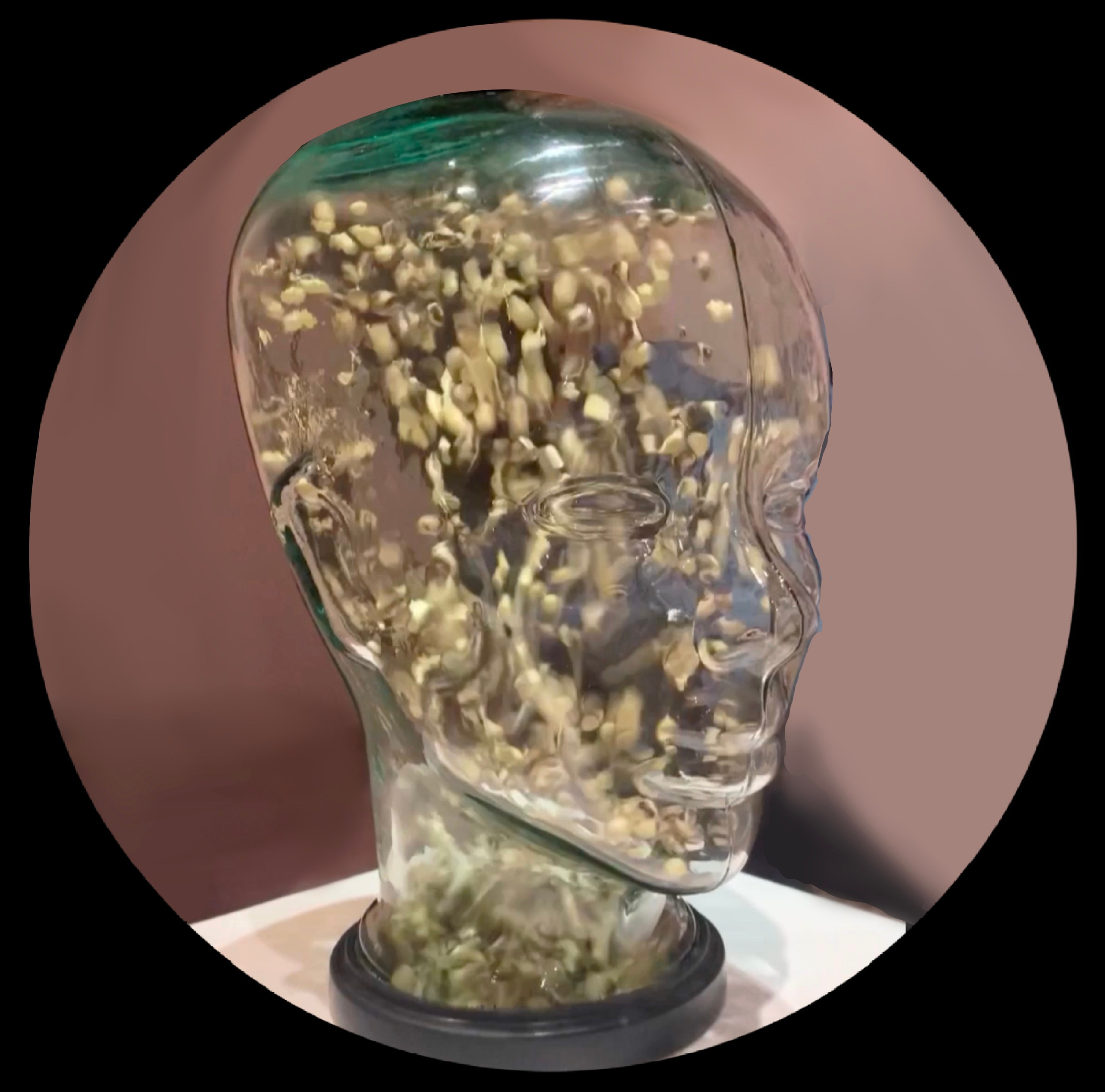 рой пчёл летает в стеклянной голове от вращения ручки искусство