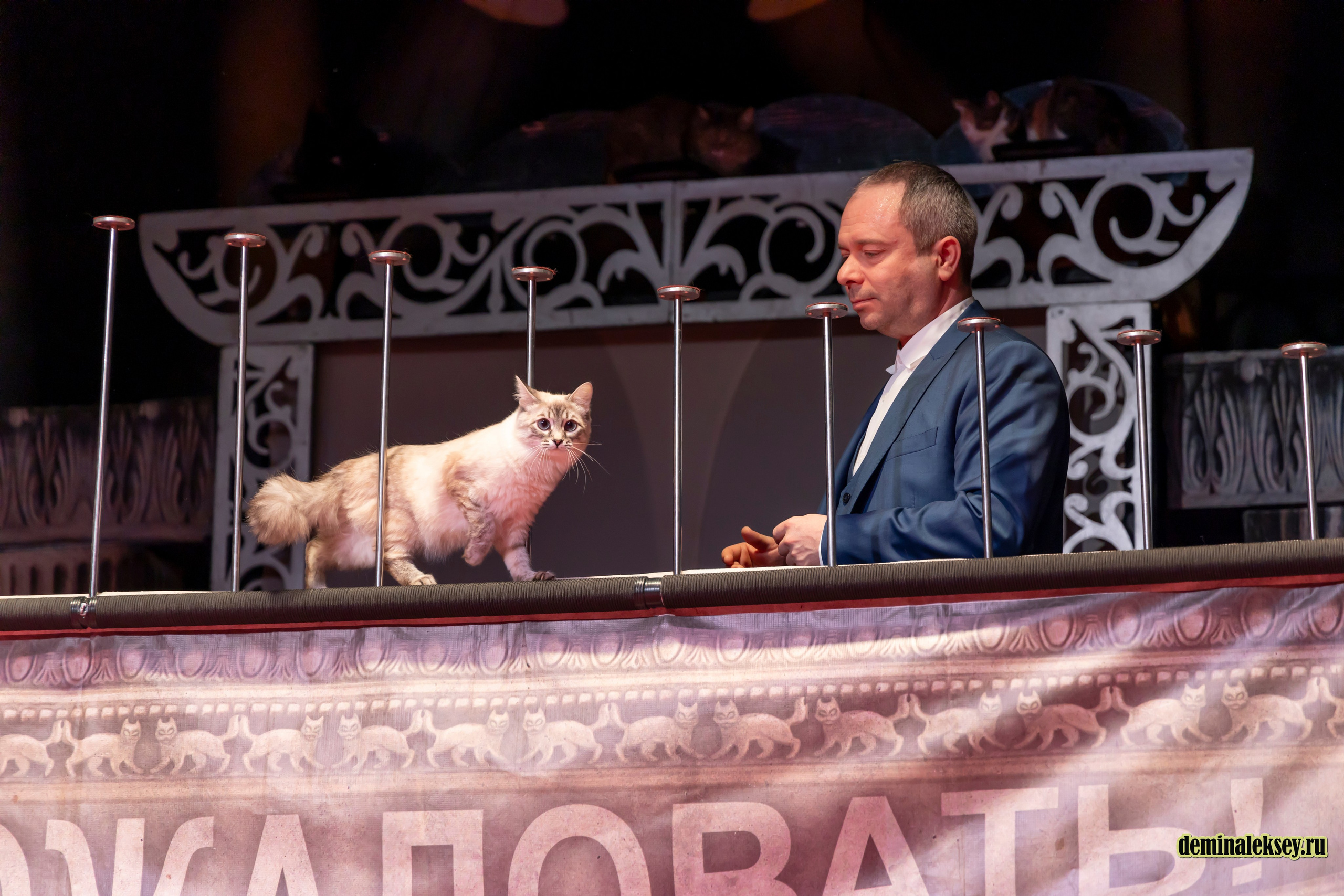 Театр кошек Куклачева 26 февраля 2025. Репортажный, семейный и студийный фотограф в Москве Демин Алексей