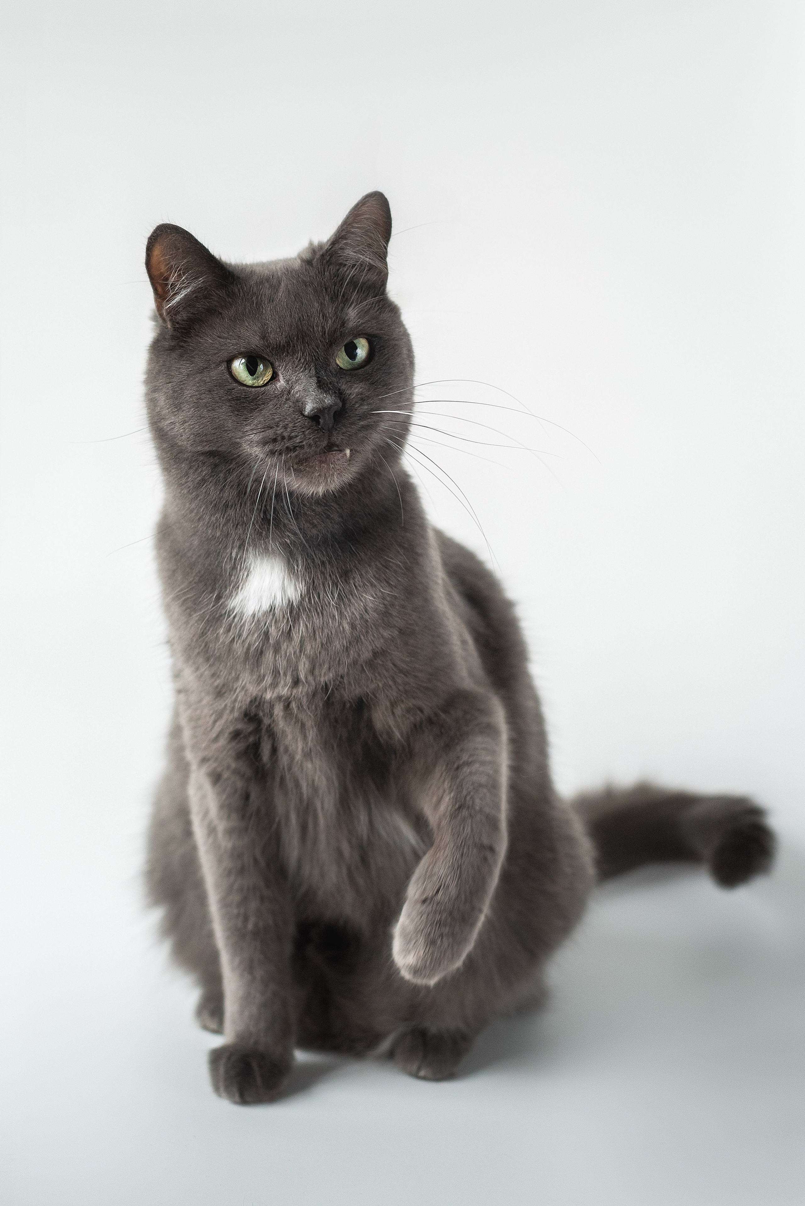 Скотинки. Конный фотограф Куракина Дарья • Фотосессии с лошадьми