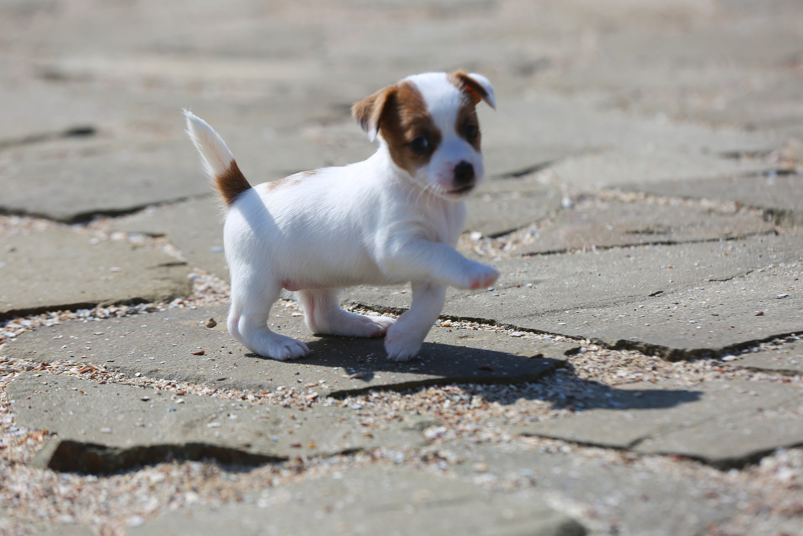 Общий альбом. Lovely-Orange питомник джек рассел терьеров