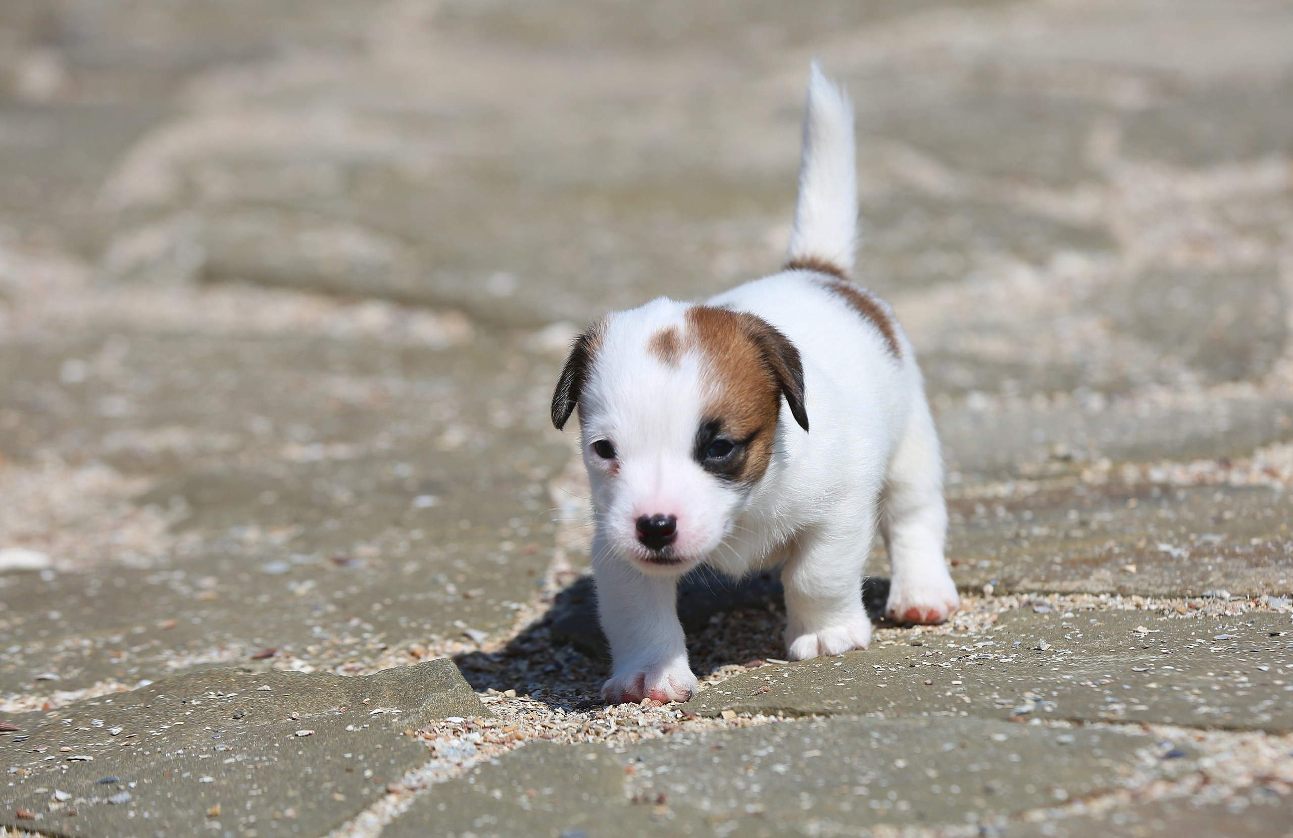Общий альбом. Lovely-Orange питомник джек рассел терьеров