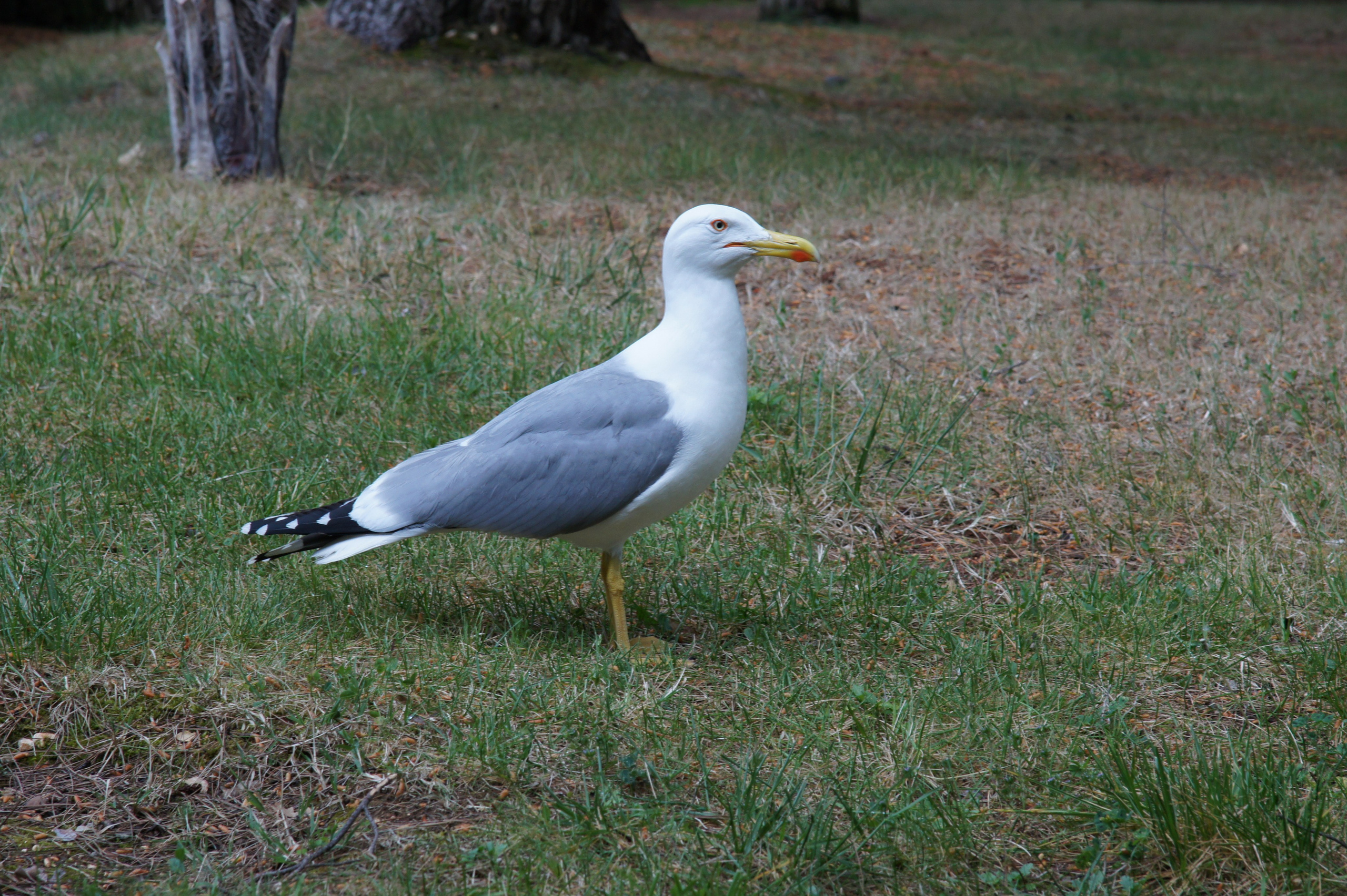 Хорватия. Главная