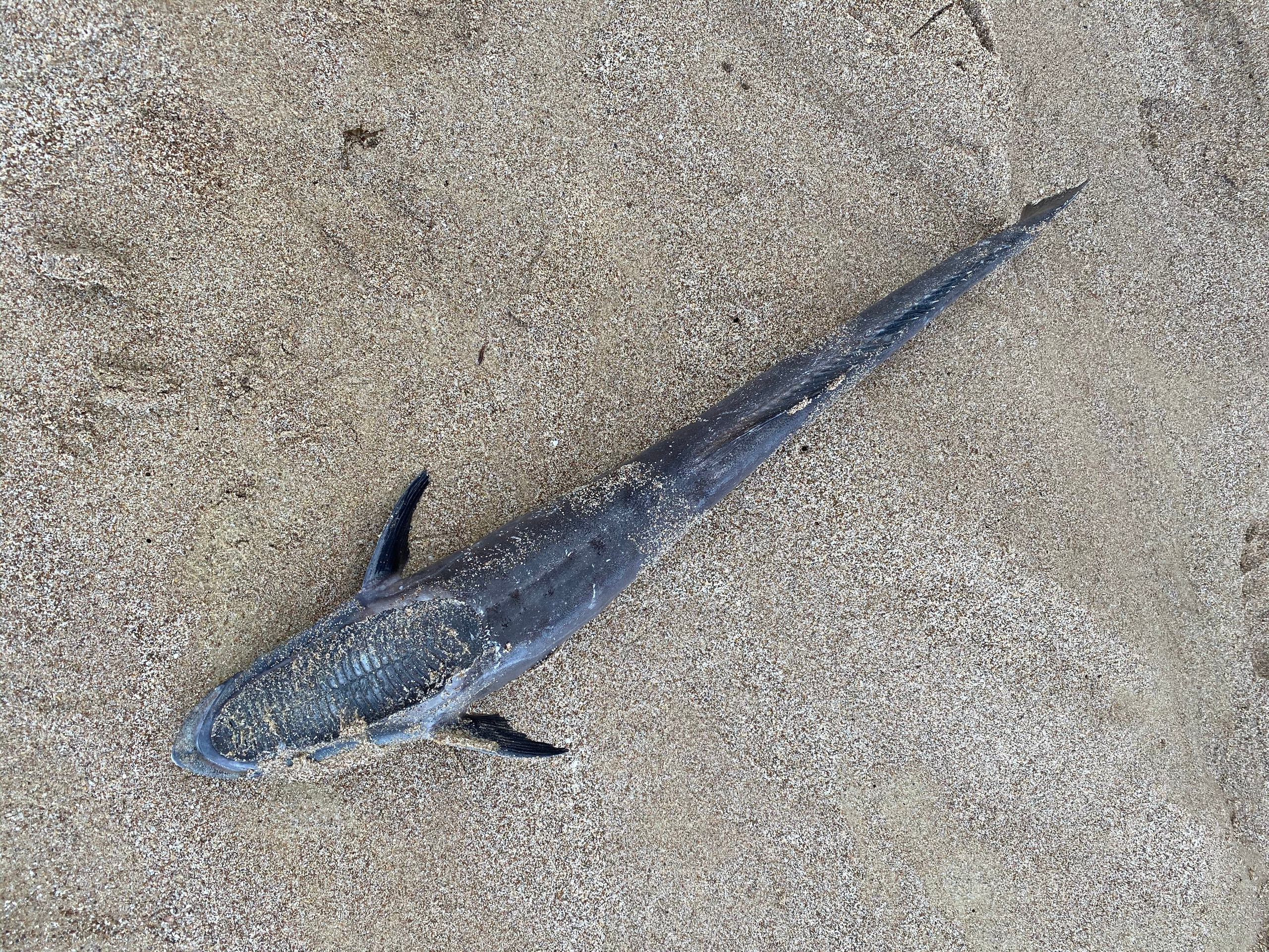 Эмираты — 19. Своя Мастерская