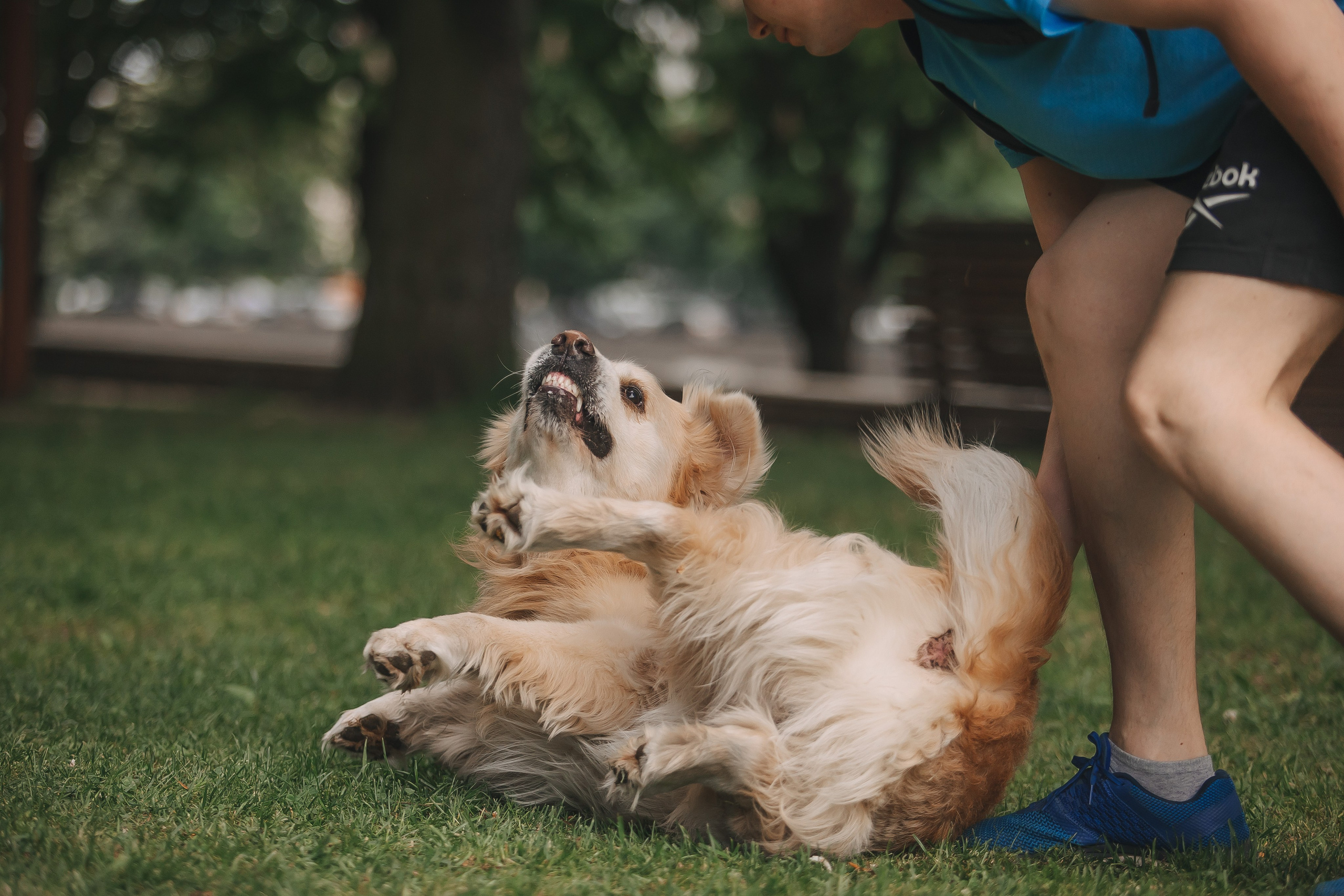 Золотистый ретривер Кант, Калининград. Свадебный и женский фотограф