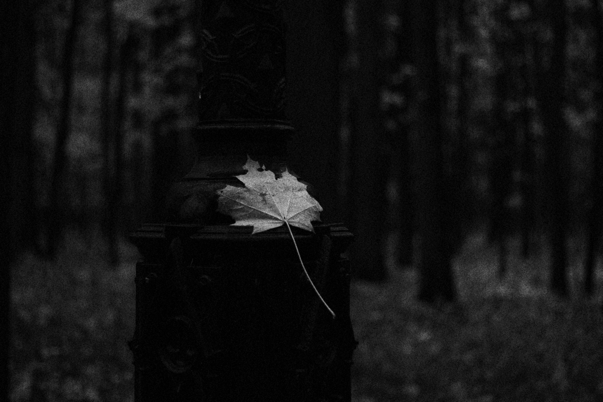 Работы. Свадебный фотограф в Москве Сафонова Анна