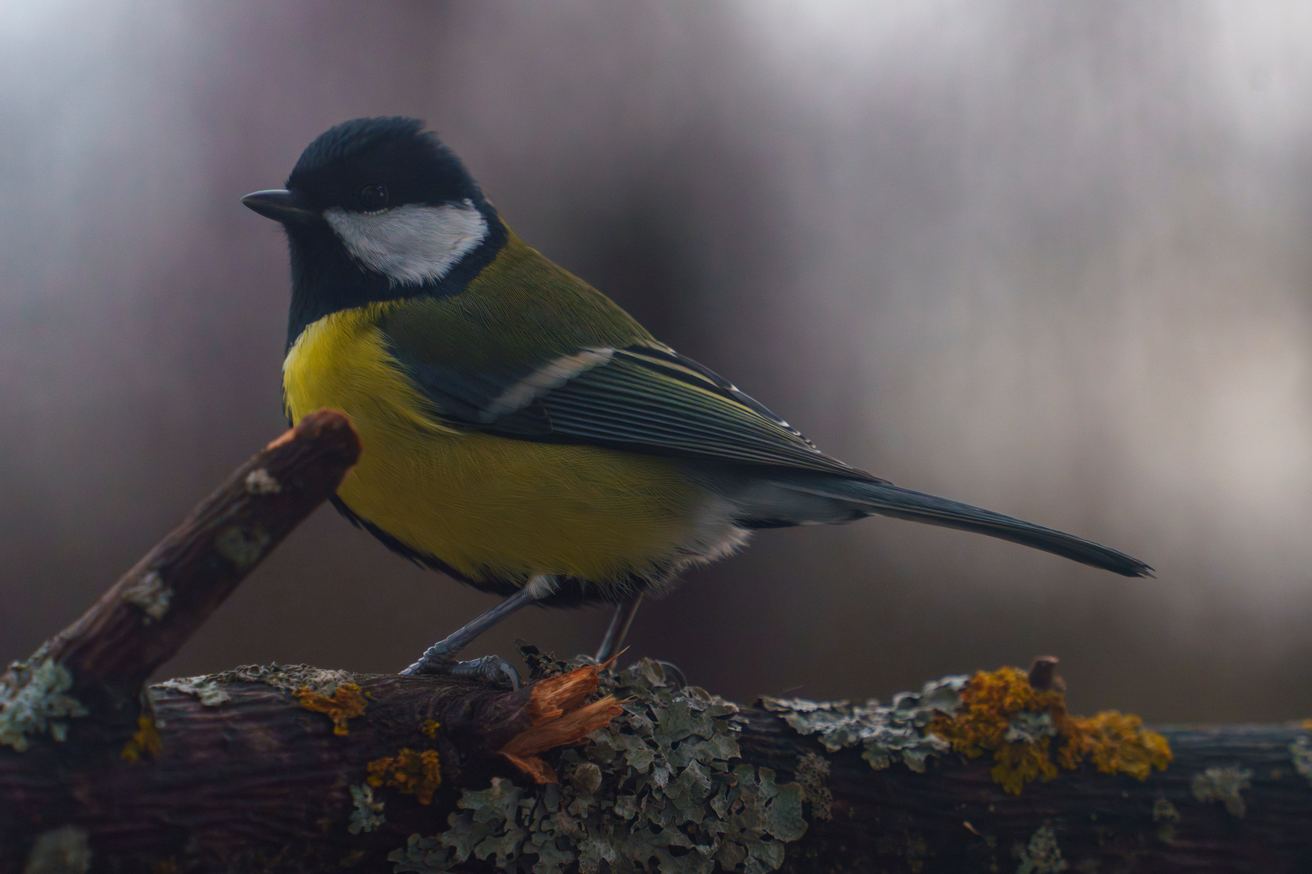 Animals — Животные