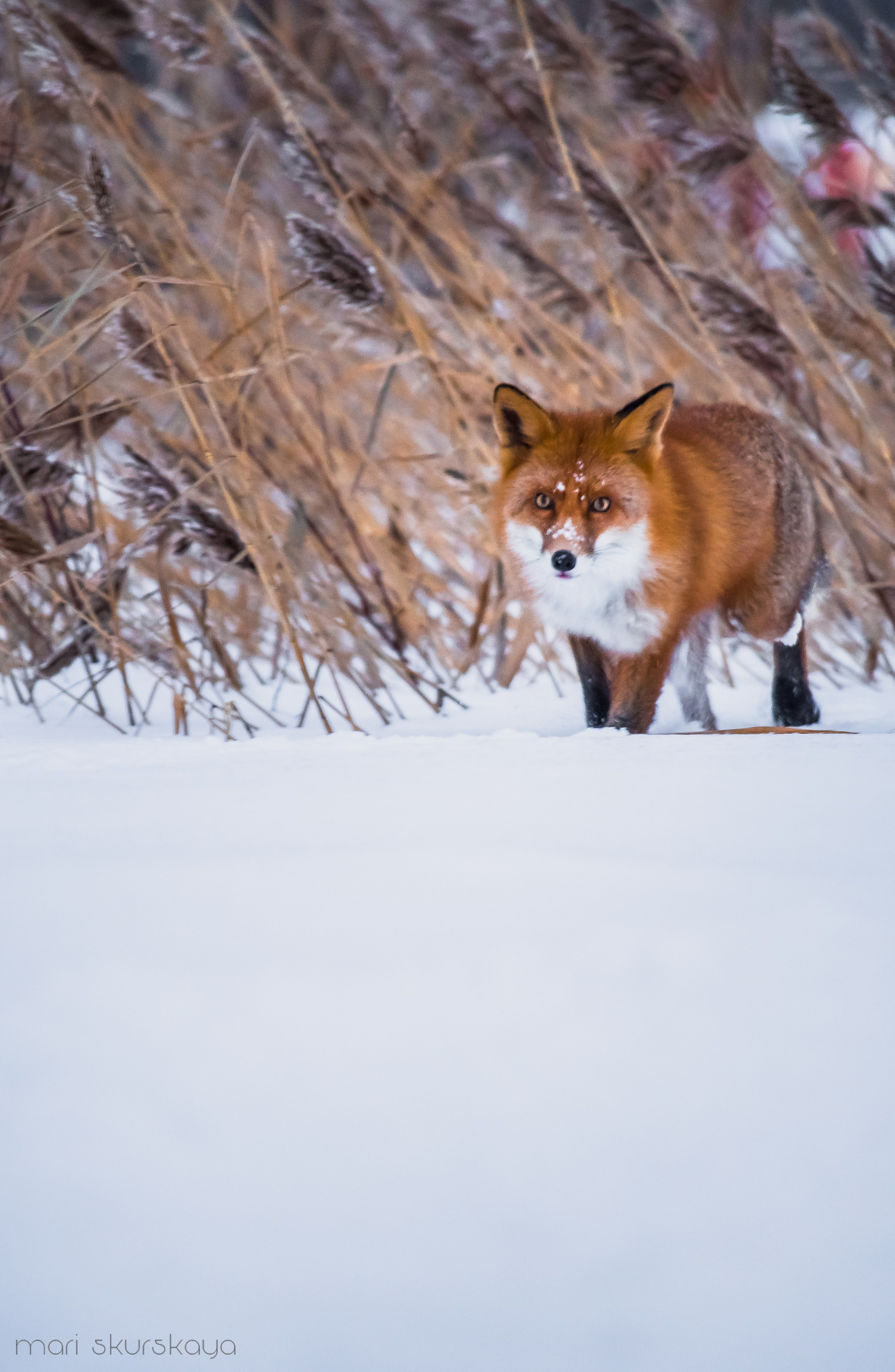 Природа. Мотофотограф в Санкт-Петербурге Мария Скурская