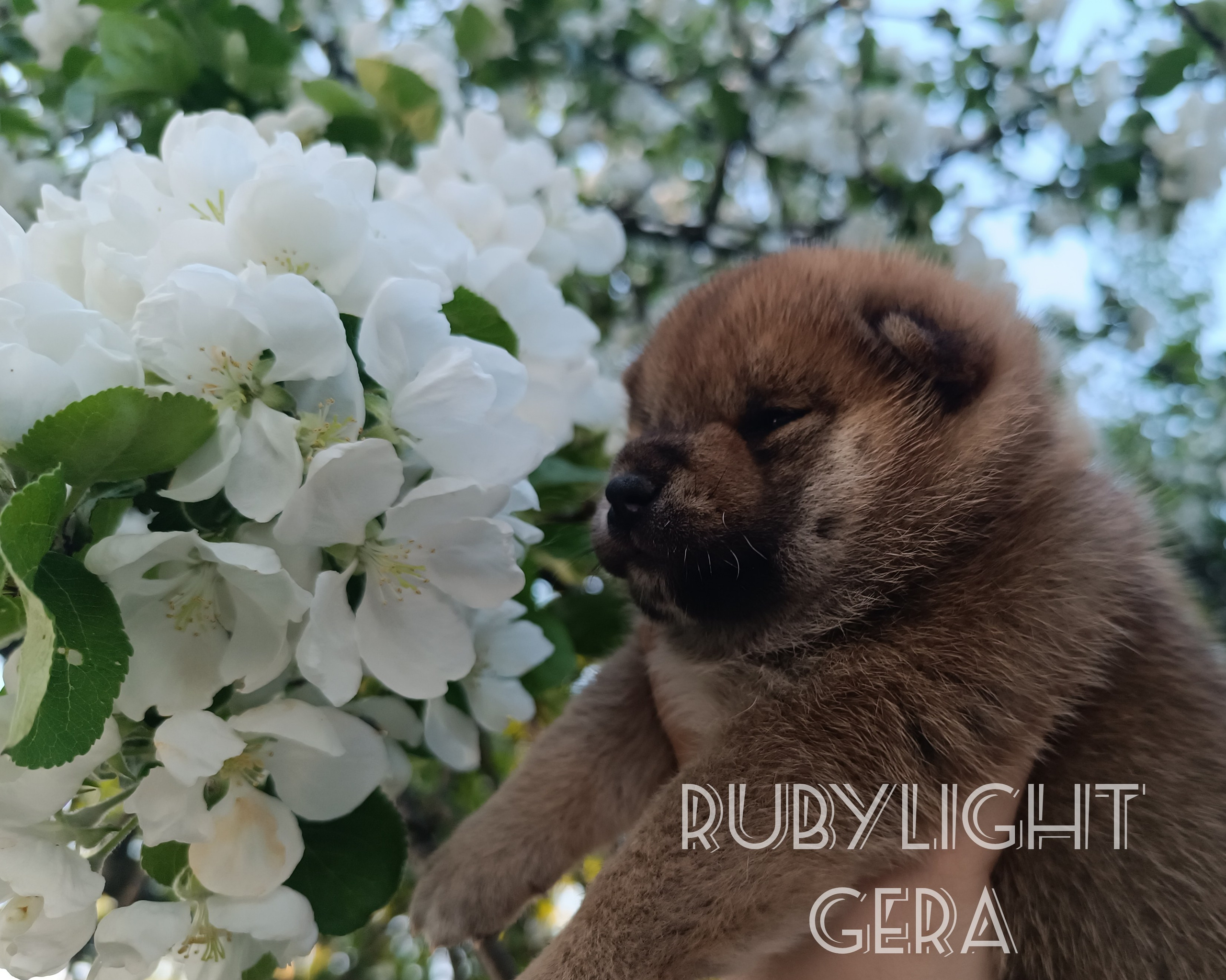 сиба питомник Рубилайт щенки на продажу rubylight  сиба щенки купить СПб Санкт-Петербург