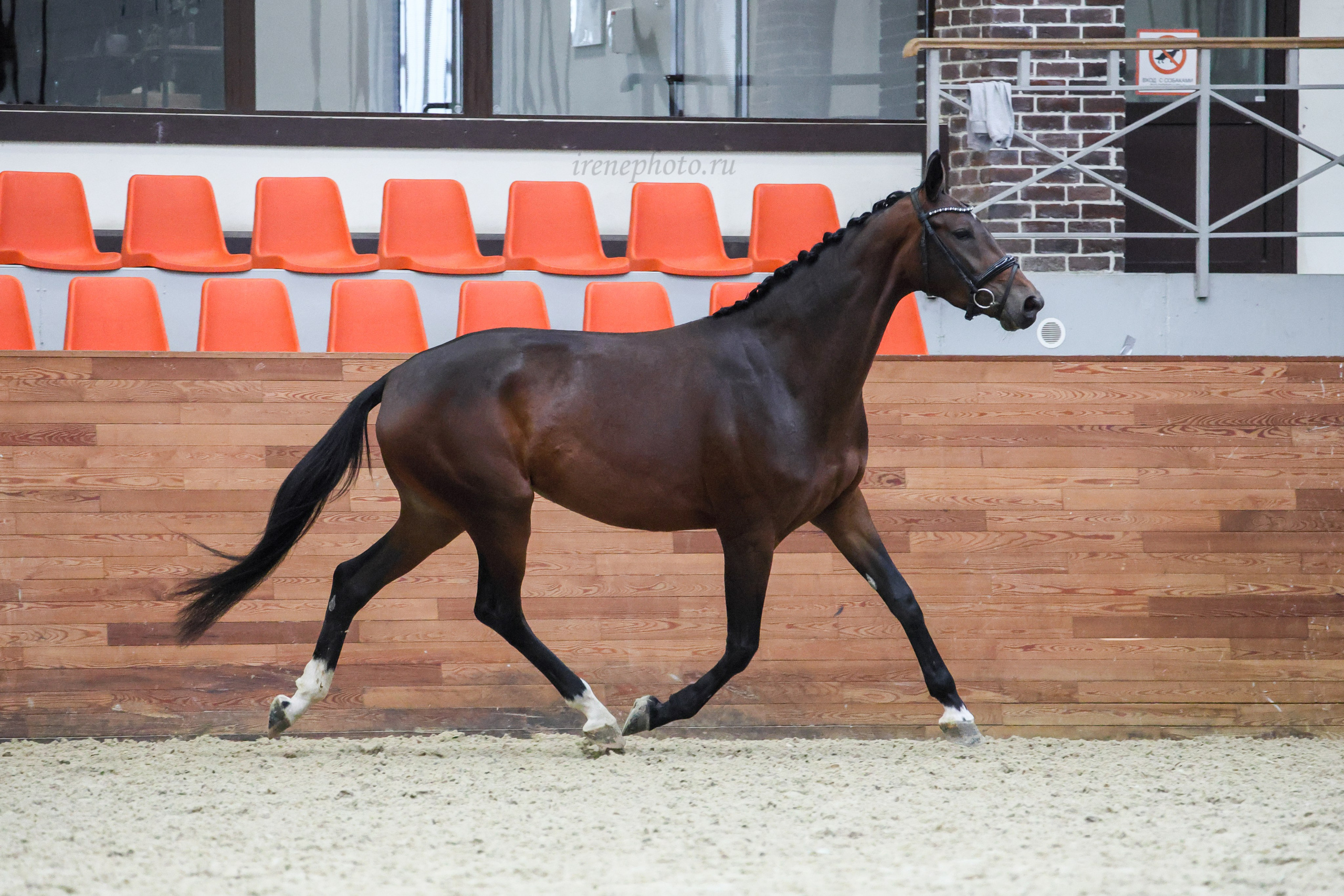 Конная Россия 2024. Irenephoto.ru