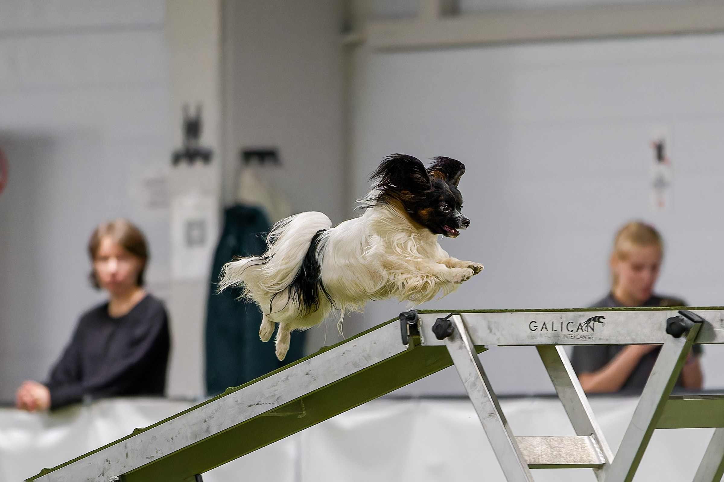 Кубок Пёсбурга 2025. Irenephoto.ru