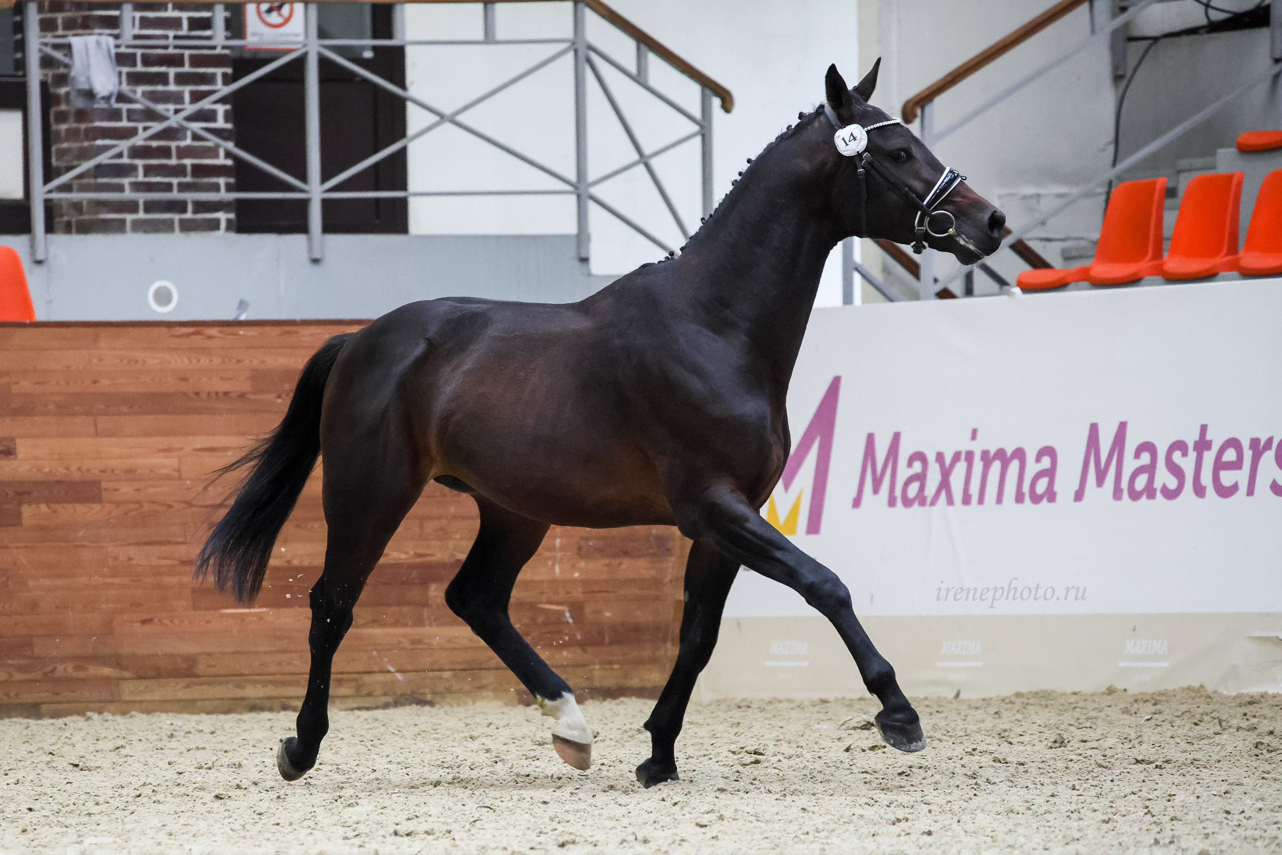 Конная Россия 2024 Оценка двигательных качеств. Irenephoto.ru