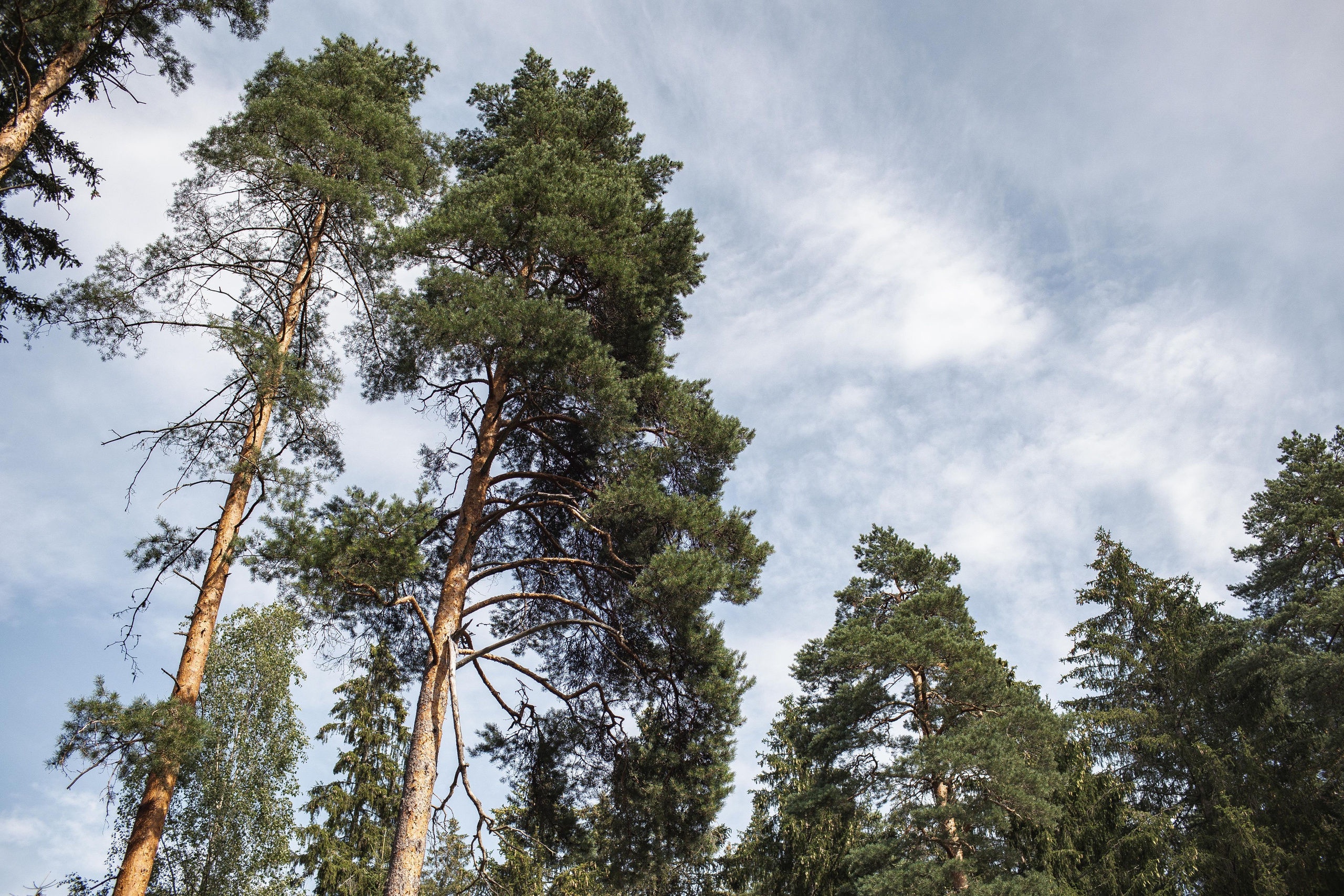K & О. Свадебный фотограф Юлия Шторм