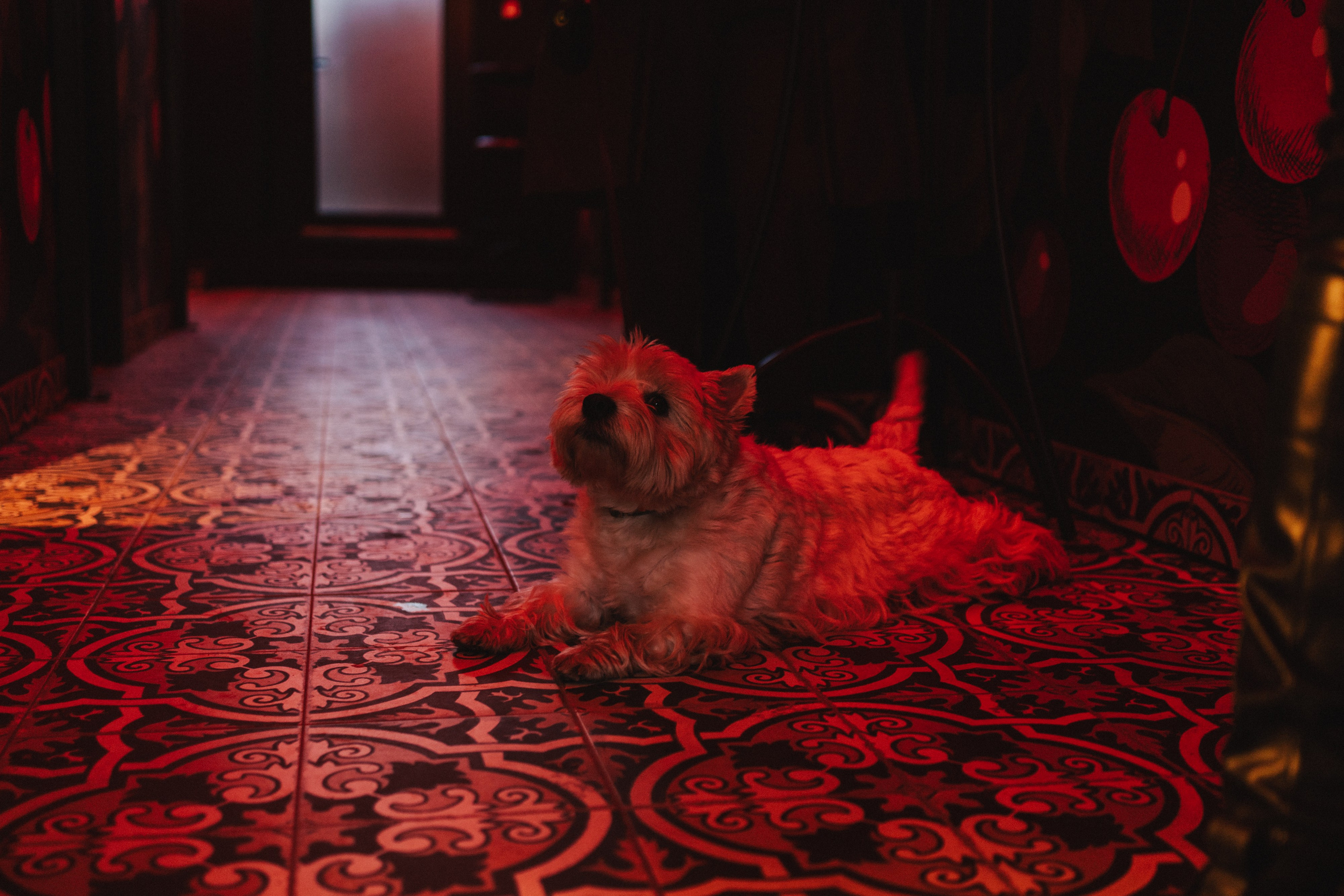 Piana Vyshnia (2nd bar opening in Vilnius). Photographer in Vilnius