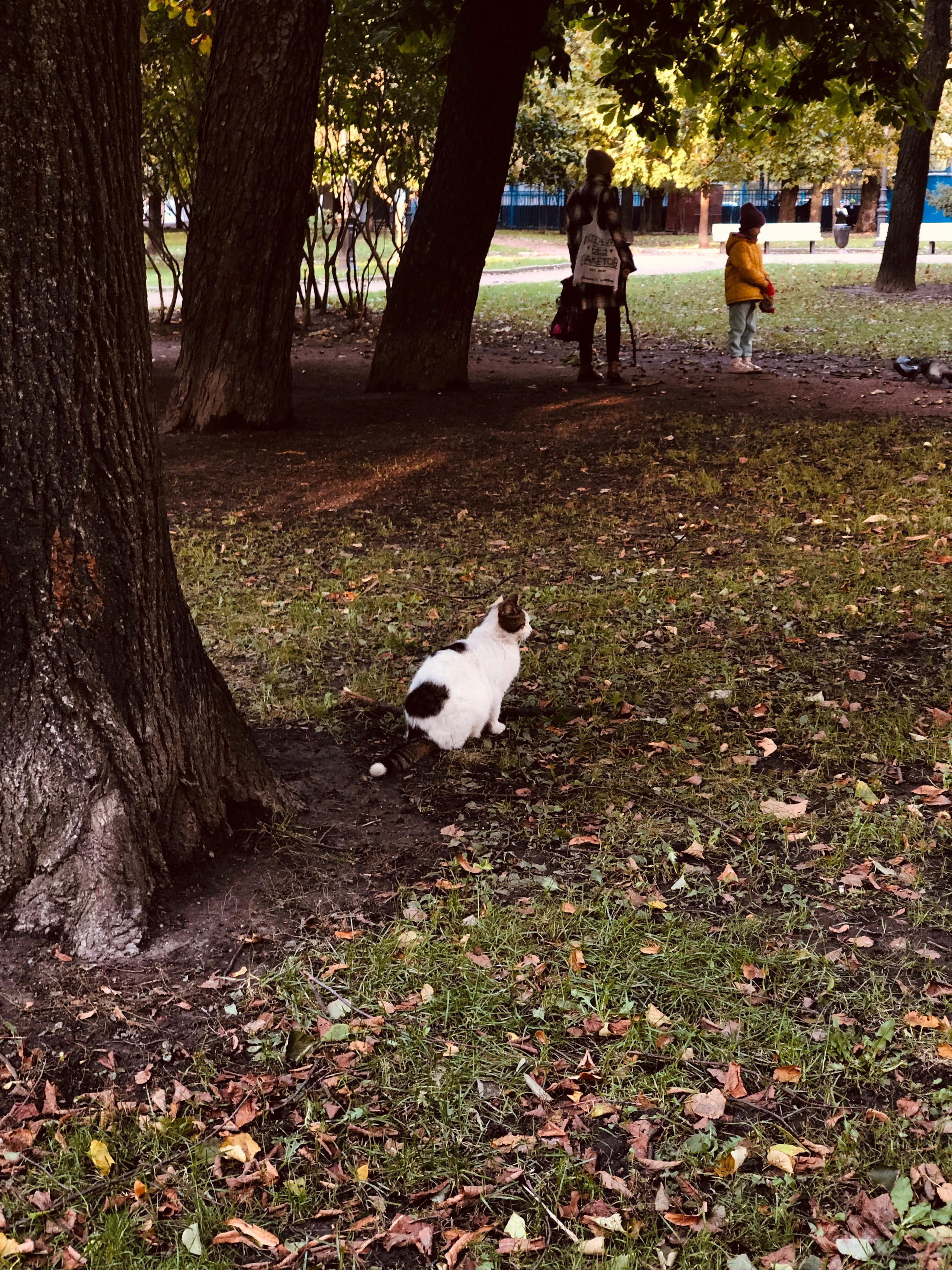 Октябрь. Семейный, Свадебный фотограф СПБ Питер— Романова Екатерина