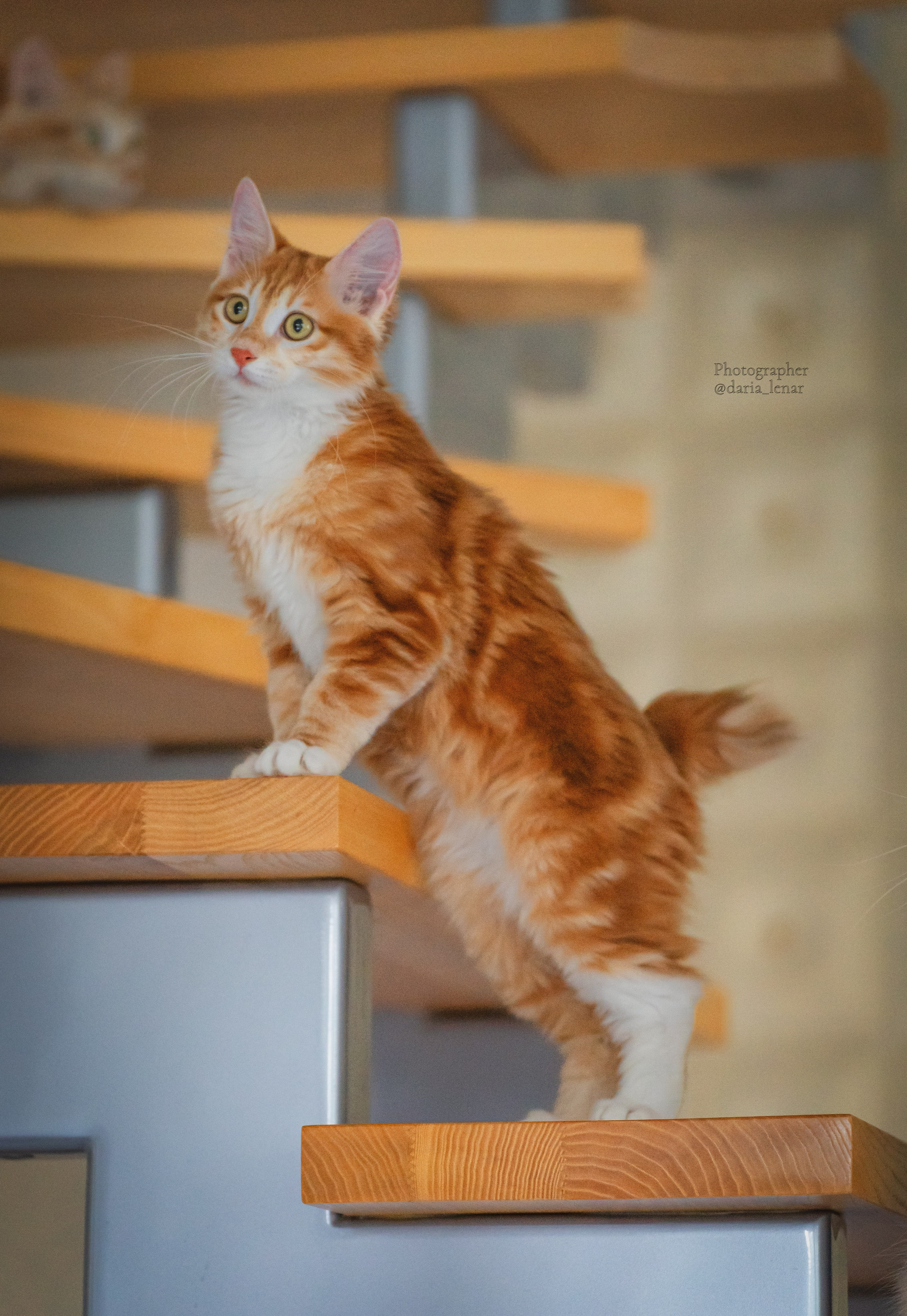 Питомник Курильских бобтейлов. Фотограф в Москве Ленарская Дарья