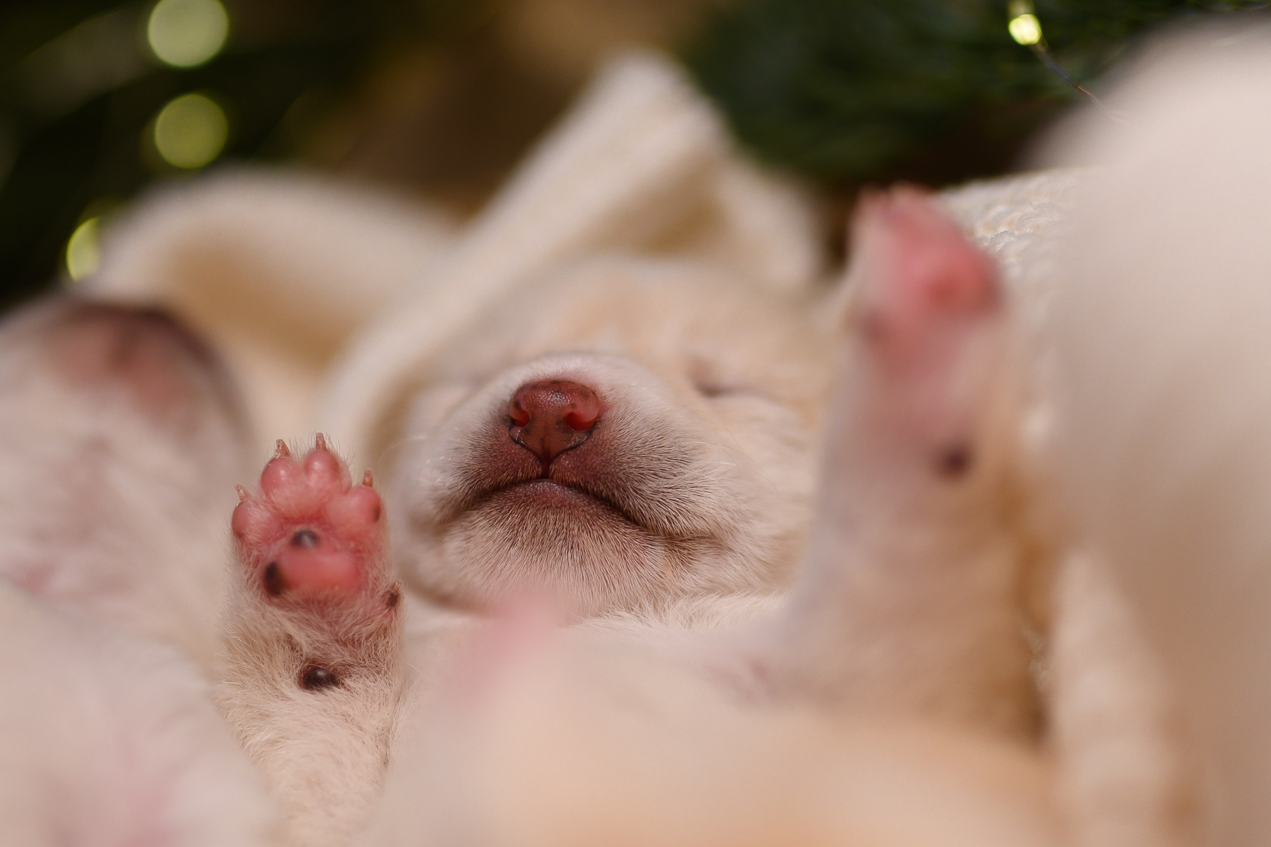 Мамесиба. Фотограф анималист в Москве Ольга Агушева