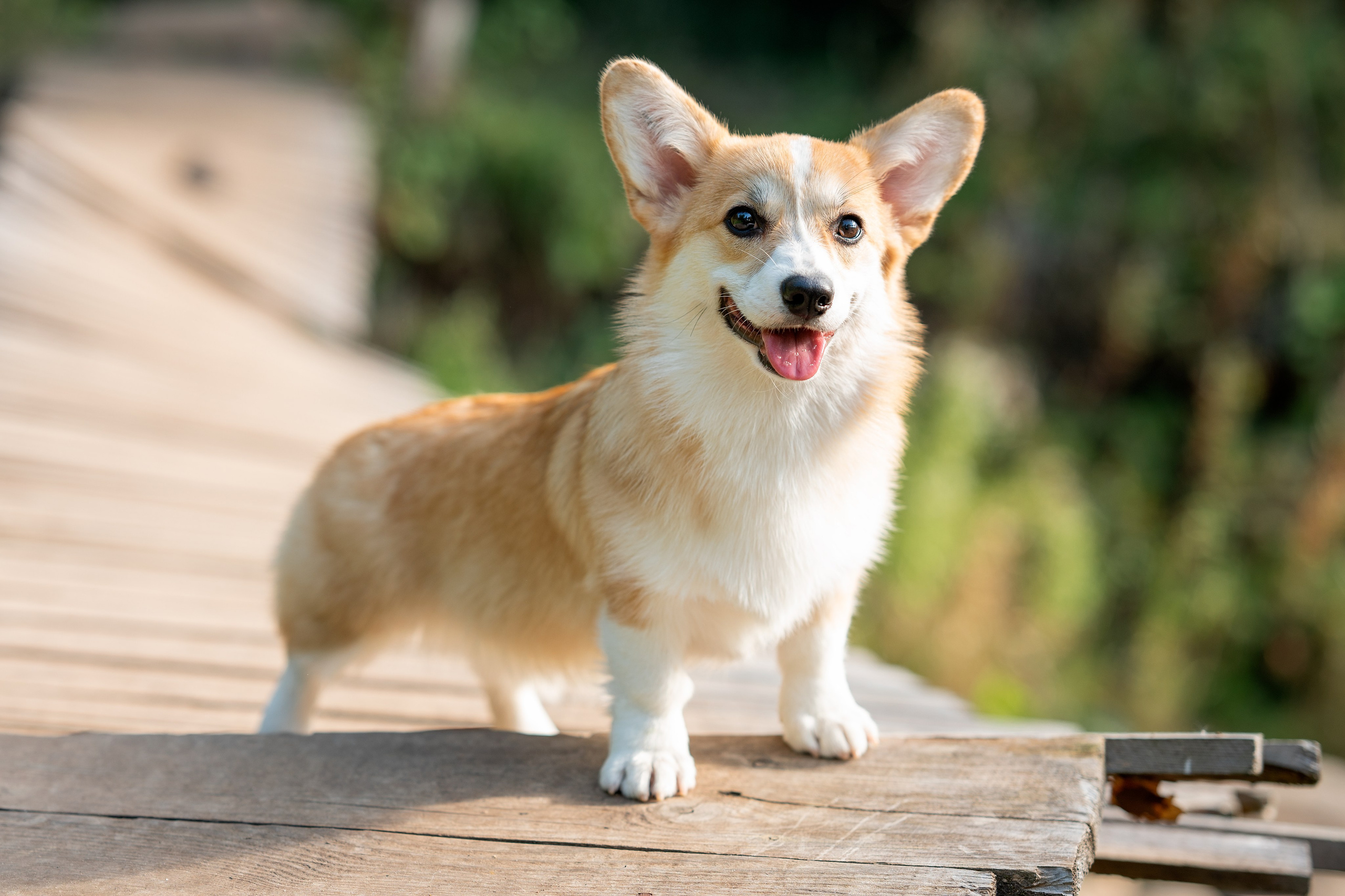 Заводчик Ольга Кушкина. Творческий фотограф Вологда