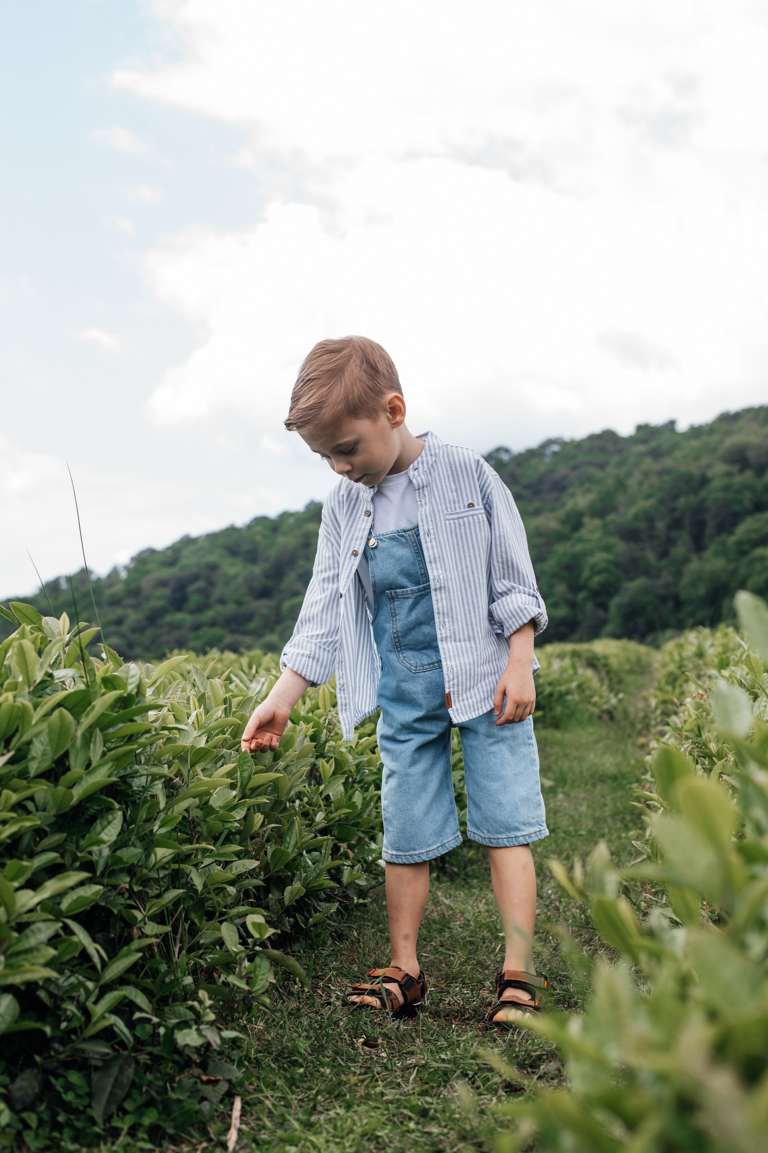 Tea plantation. Efimova Model Agency