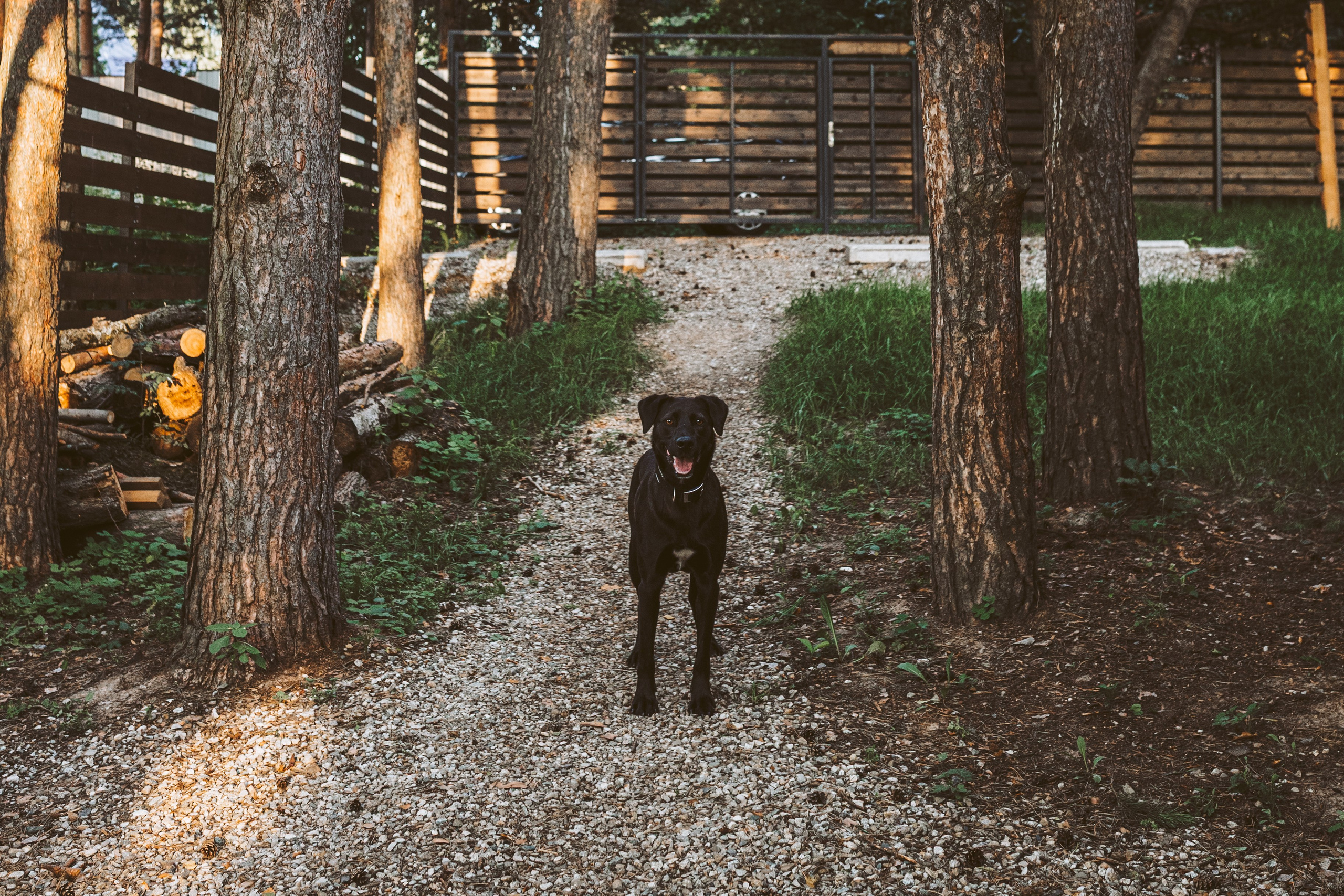 Хижина Хагрида. Свадебный фотограф Курзина Ольга | Москва
