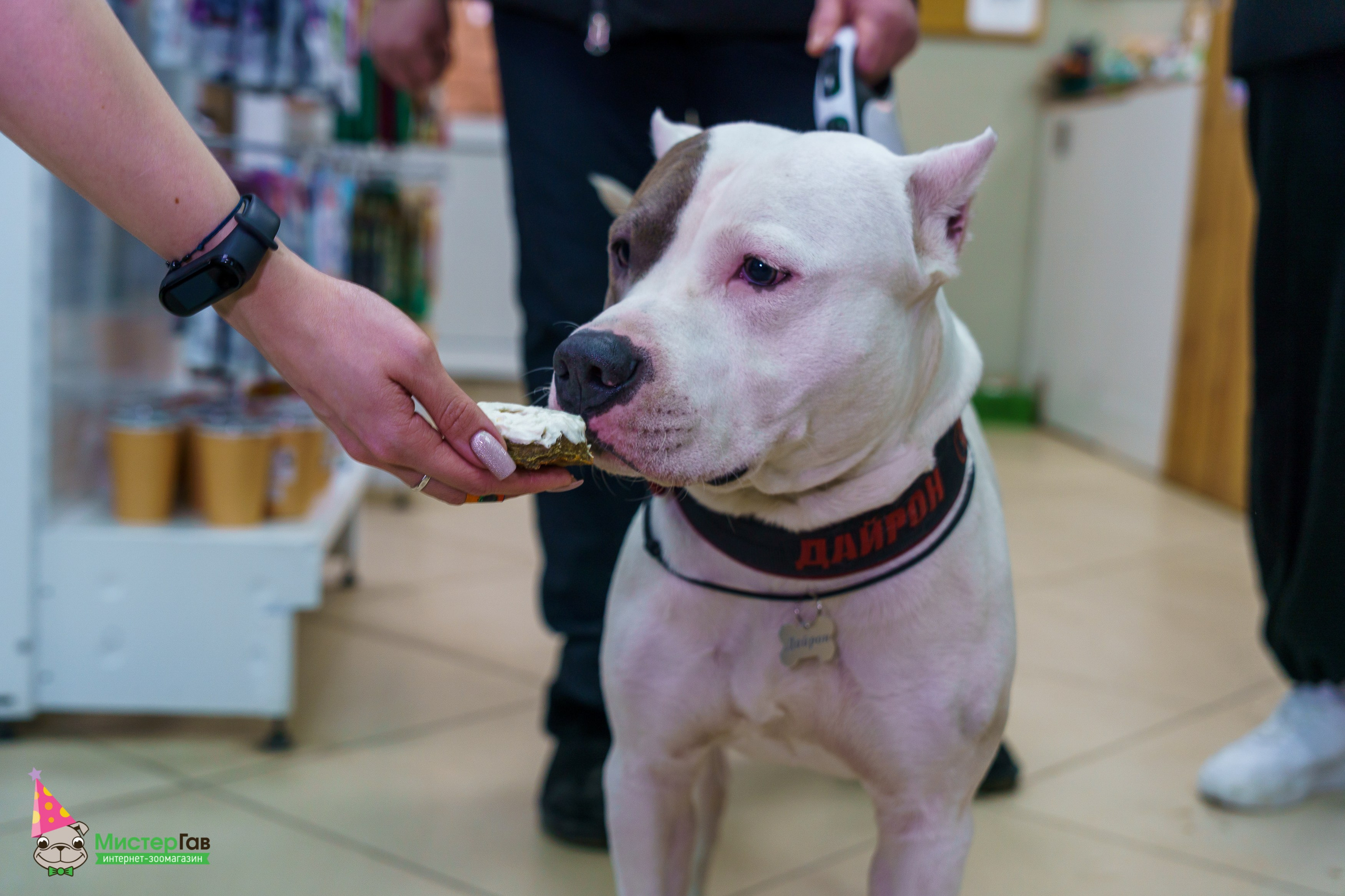 Мистер Гав -13 лет!. Фотограф Челябинск · Ольга Серебрякова