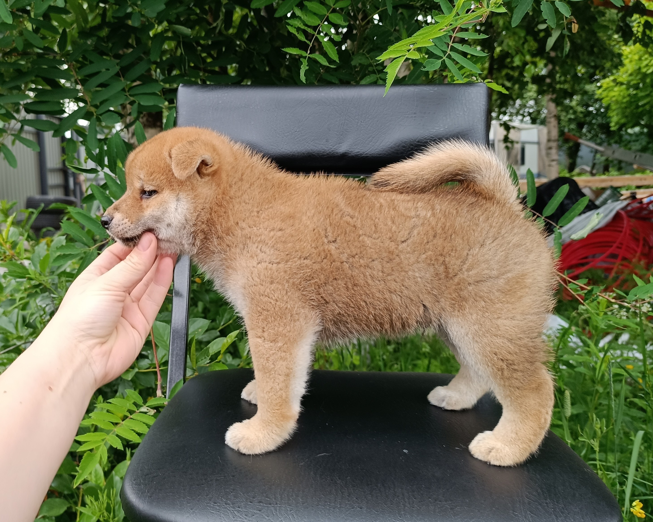 Сиба Rubylight Germes питомник Рубилайт