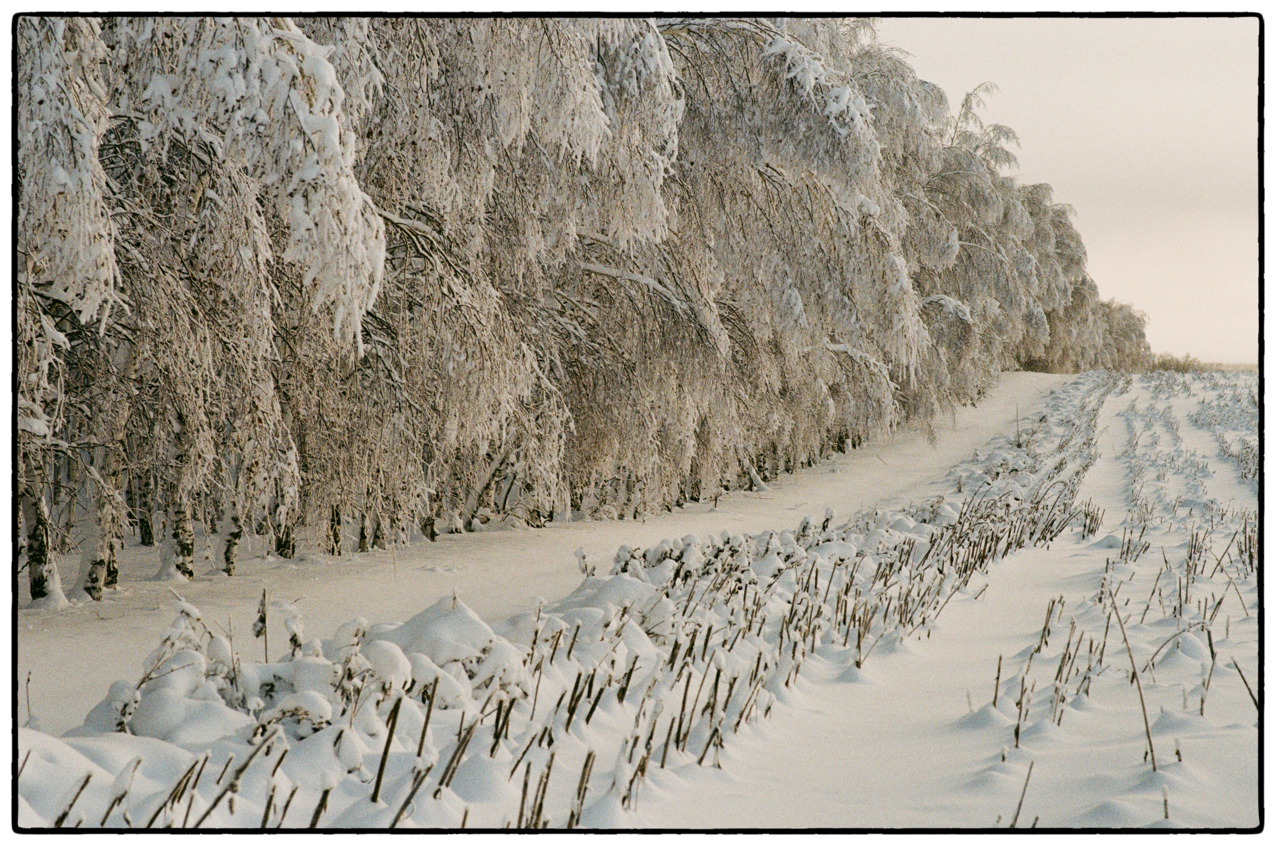 Зимнее. Фотограф Филякин Константин