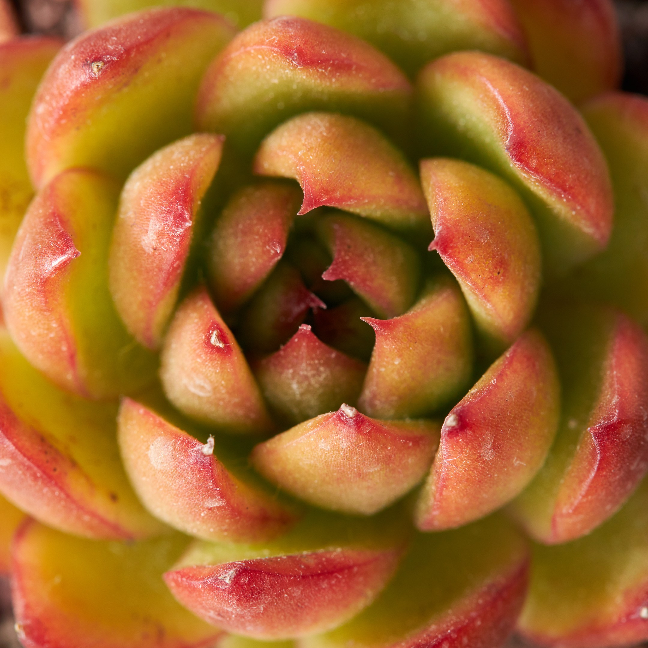 Decorative succulent top view - photographer Andrey Dunin