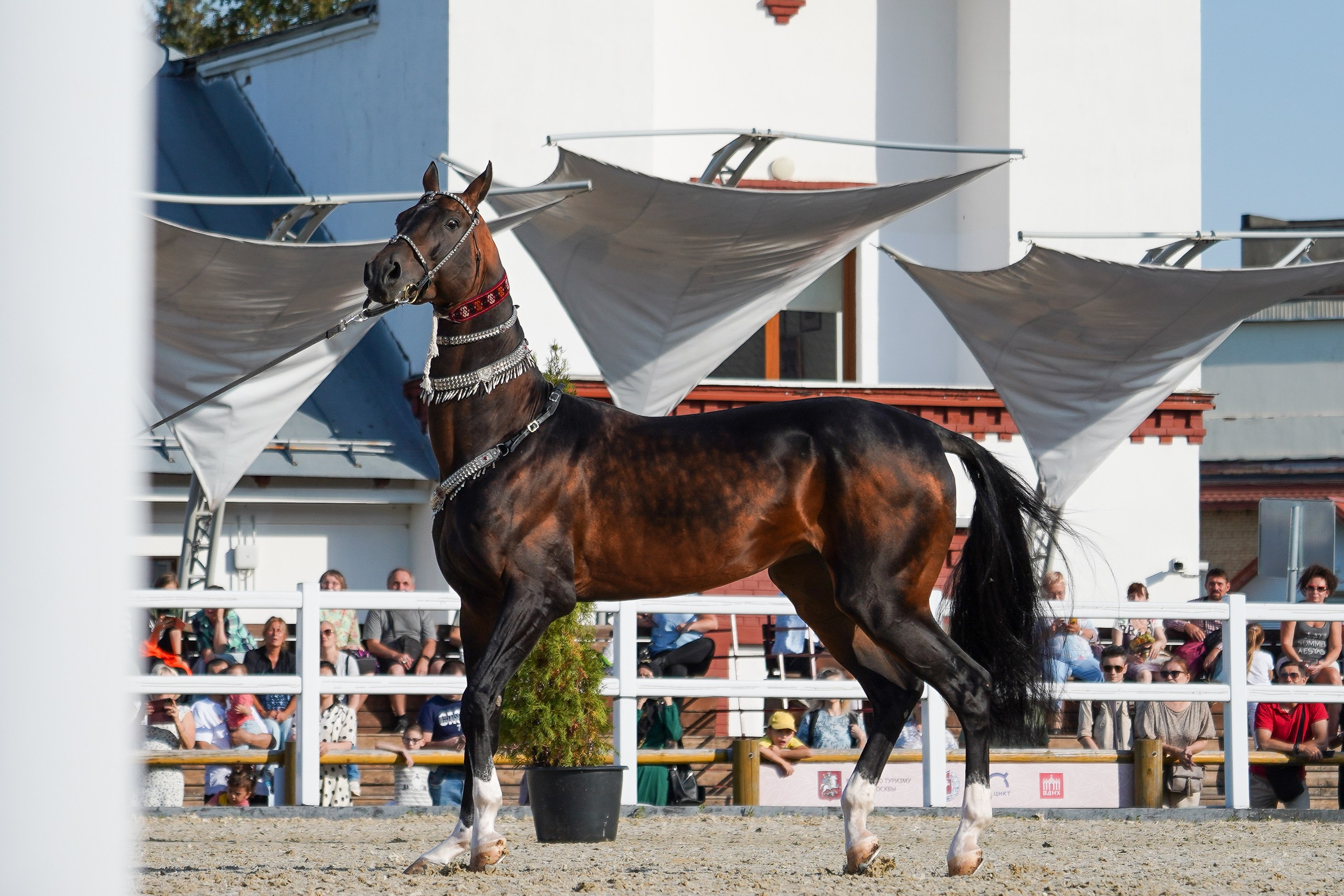 Чемпионат лошадей чистокровной ахалтекинской породы «КУБОК РОССИИ — 2024». Фотограф-анималист, портретный фотограф в Чебоксарах Мария Садыкова