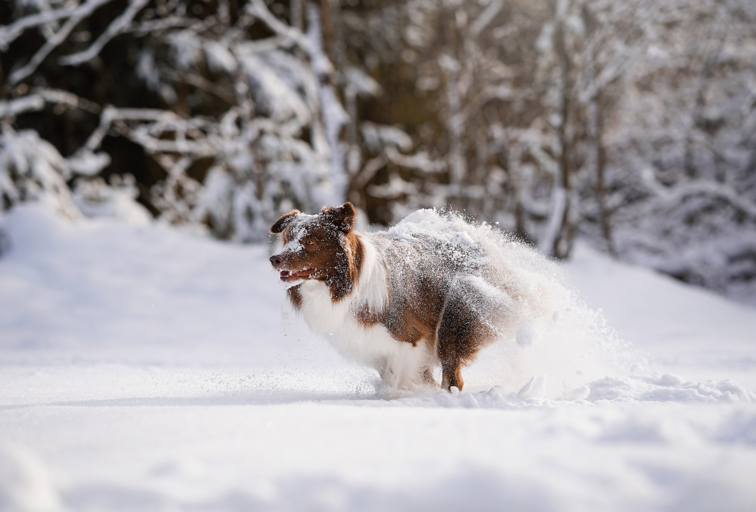 Катя и Ская. Фотограф-анималист в Санкт-Петербурге Яна Мартынова