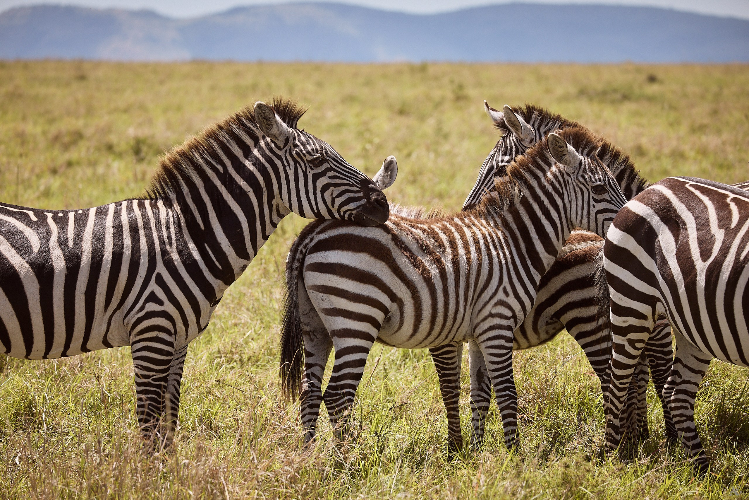 Хорошо, когда есть на кого положиться
