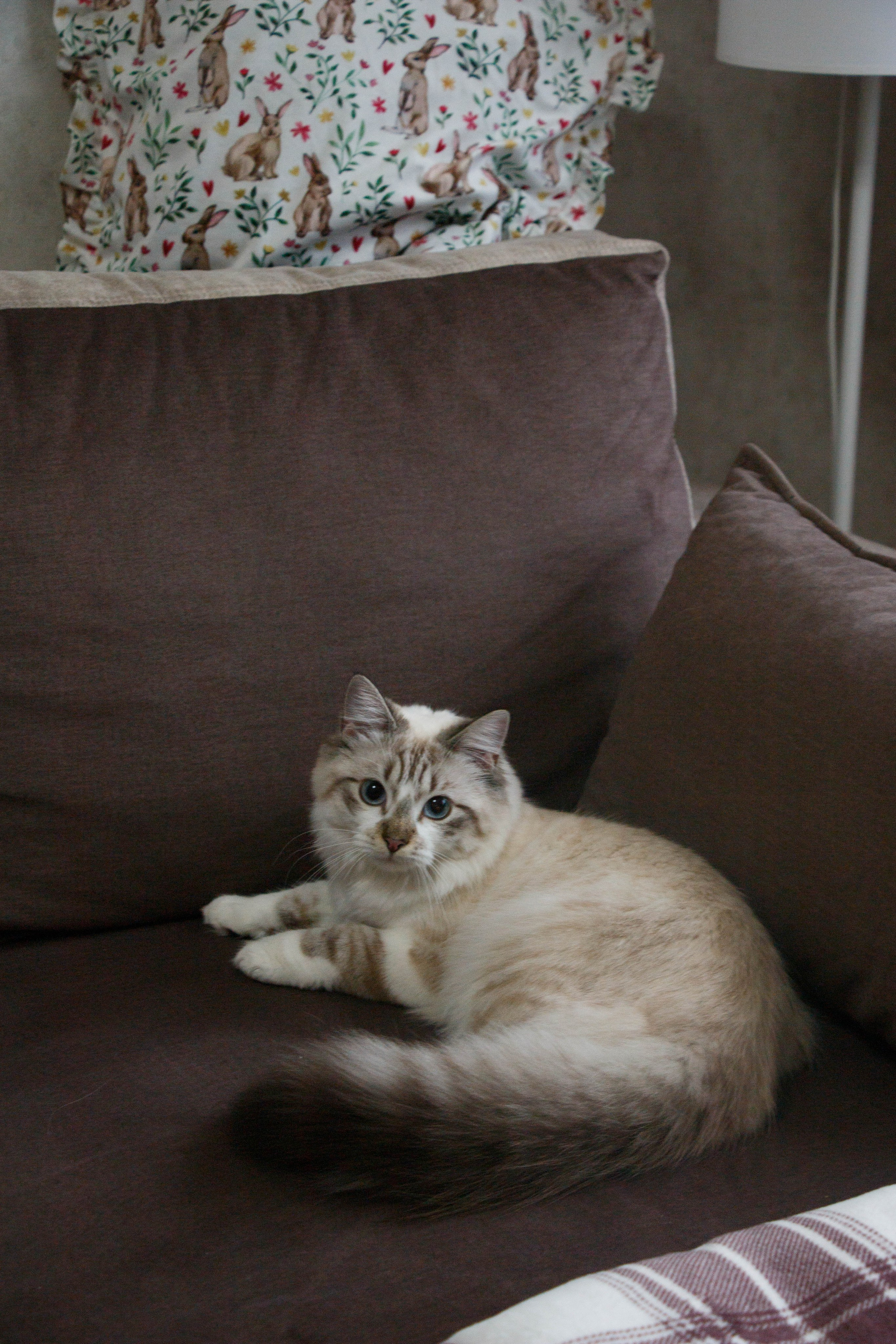 Kristina & Miya. Бережно сохраняю ваши чувства и истории на своих фотографиях