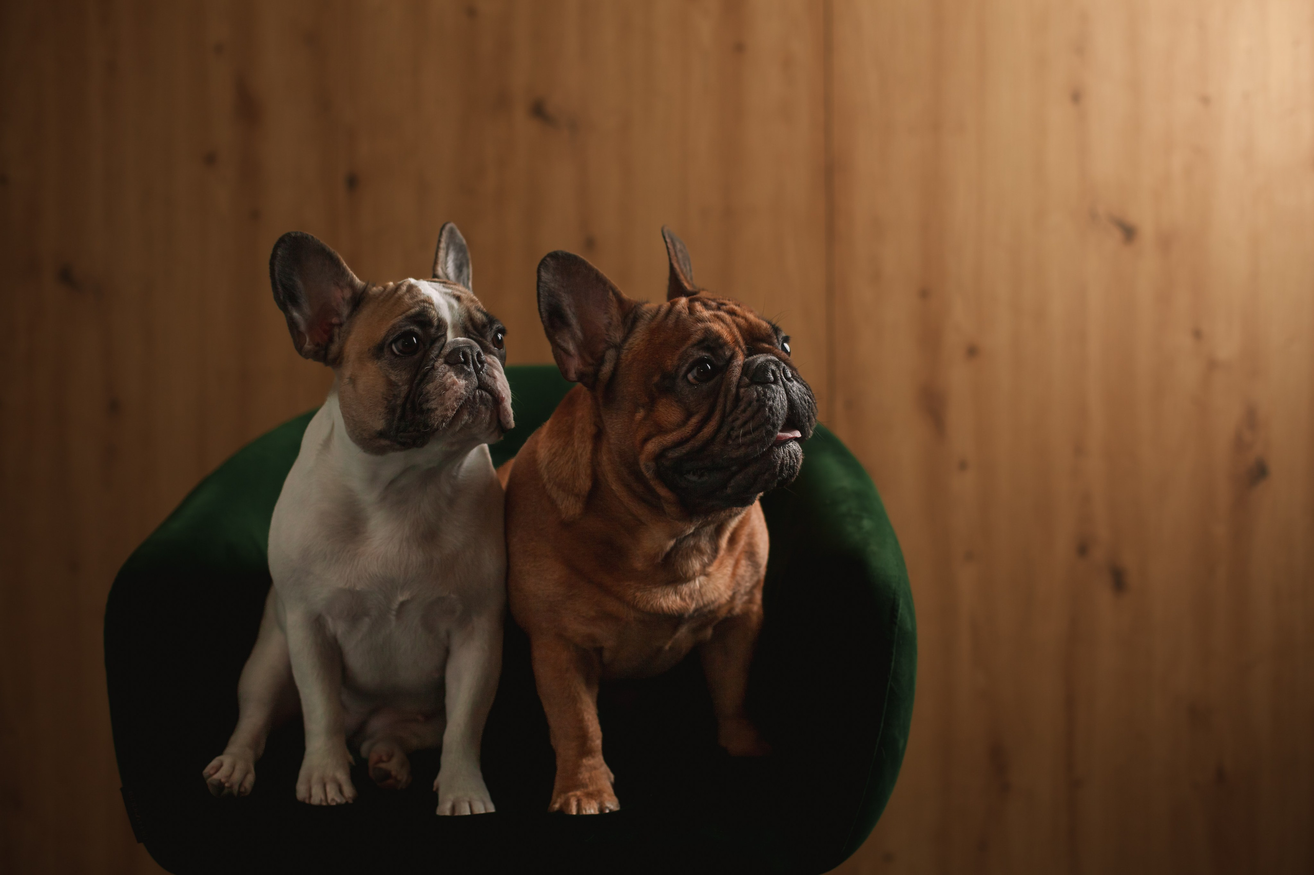 Бульвстреча 2025. Фотограф-анималист Татьяна Степанова