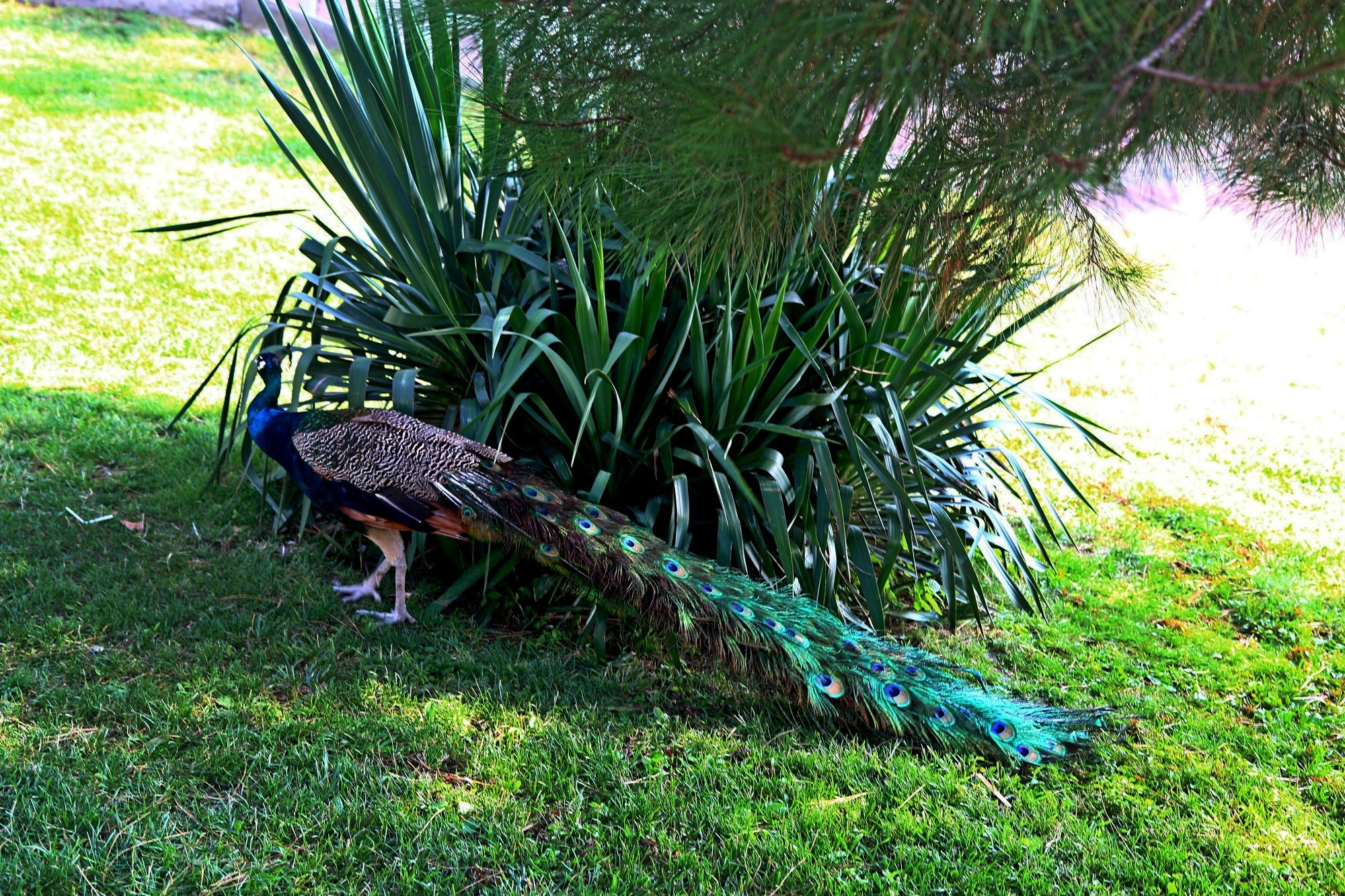 Геленджик 2016 г. Улица, люди, жизнь…