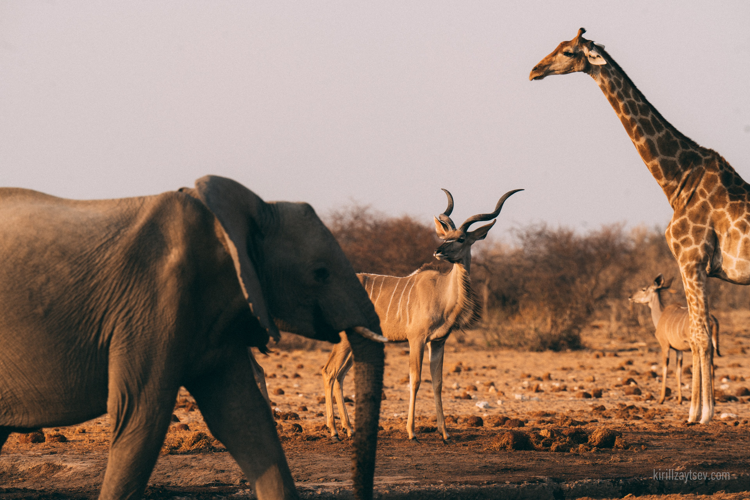 Жизнь. Профессиональный фотограф Кирилл Зайцев