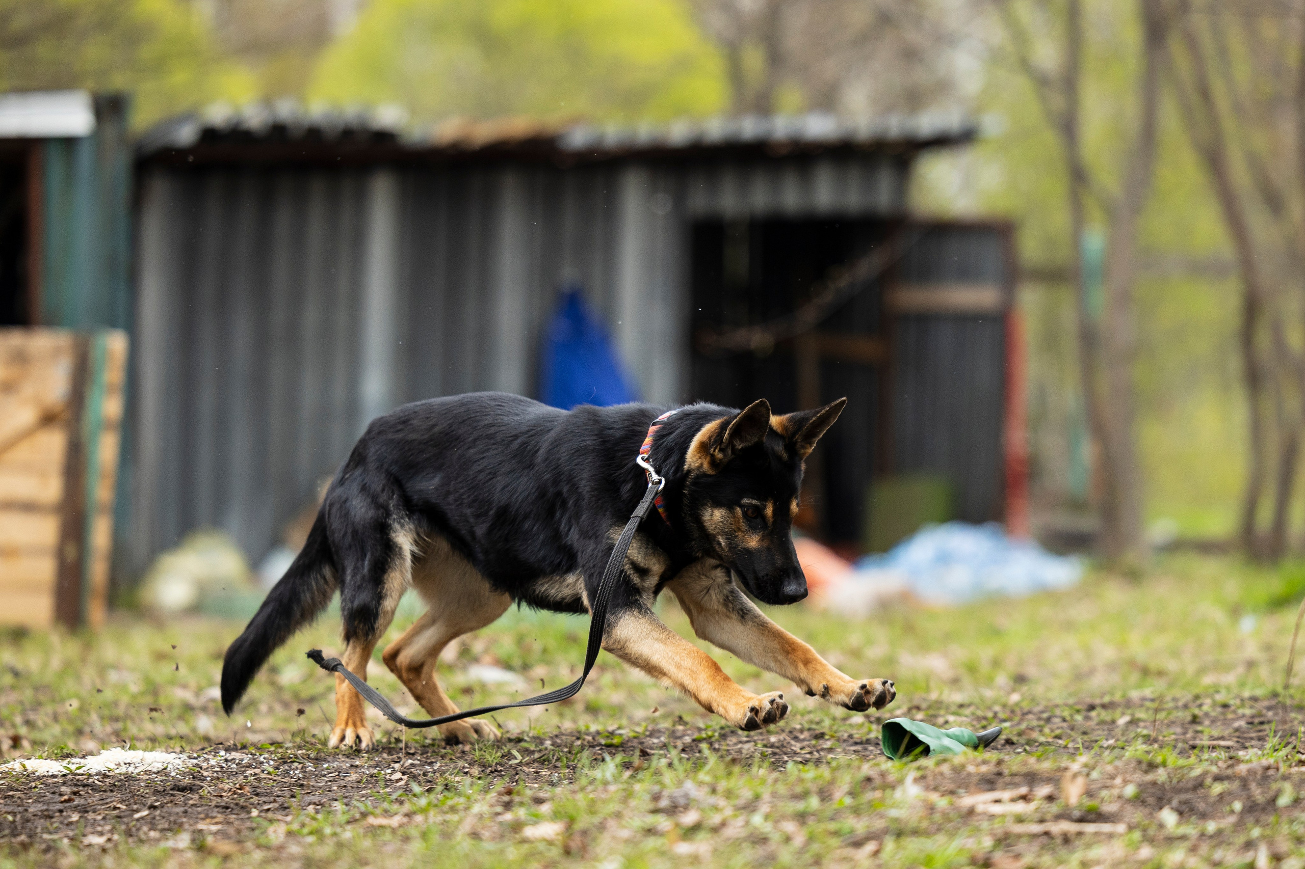 Квалификационные состязания по мондьорингу г. Вологда 11.05.24. Фотограф-анималист Анна Маринич
