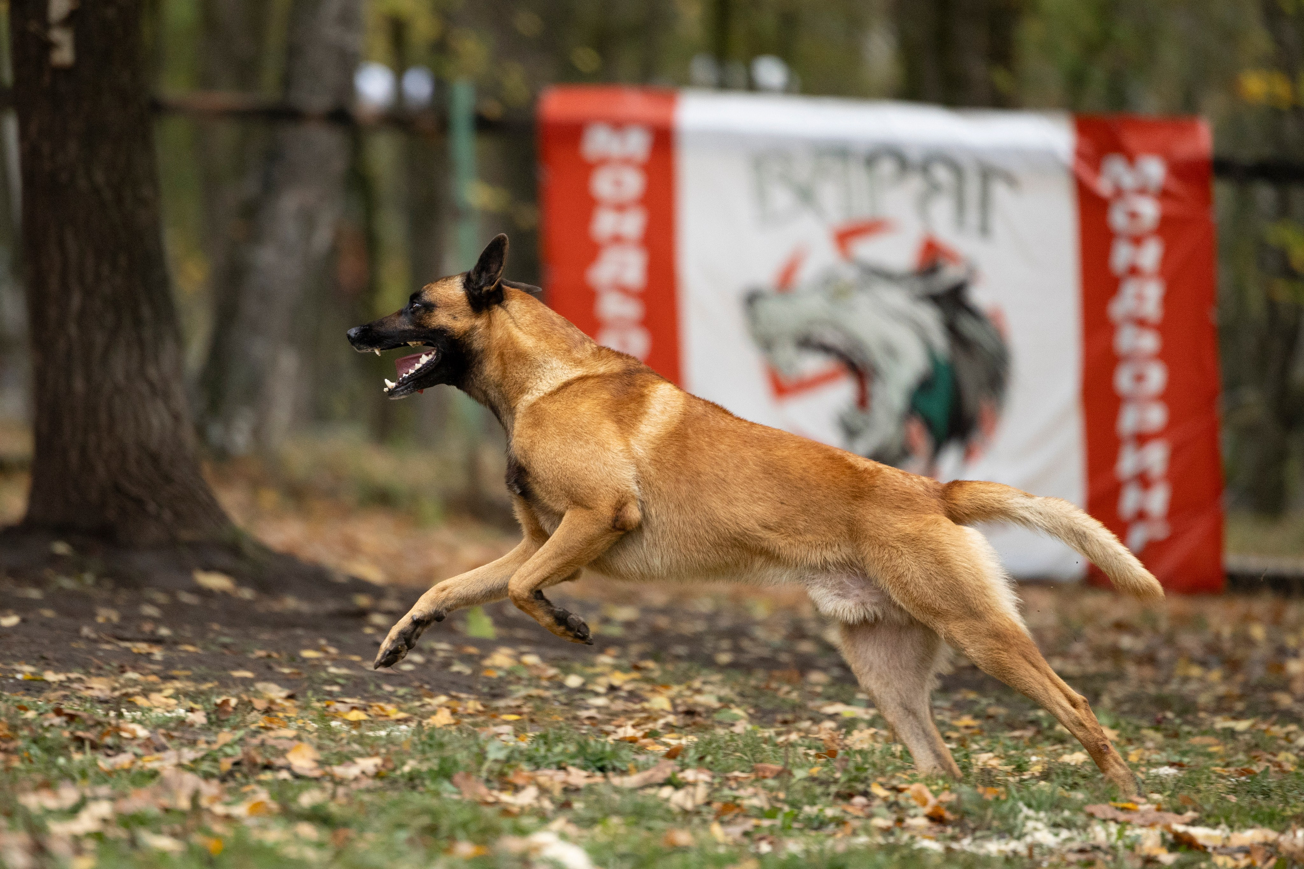 Соревнования по Мондьорингу г. Вологда. Фотограф-анималист Анна Маринич